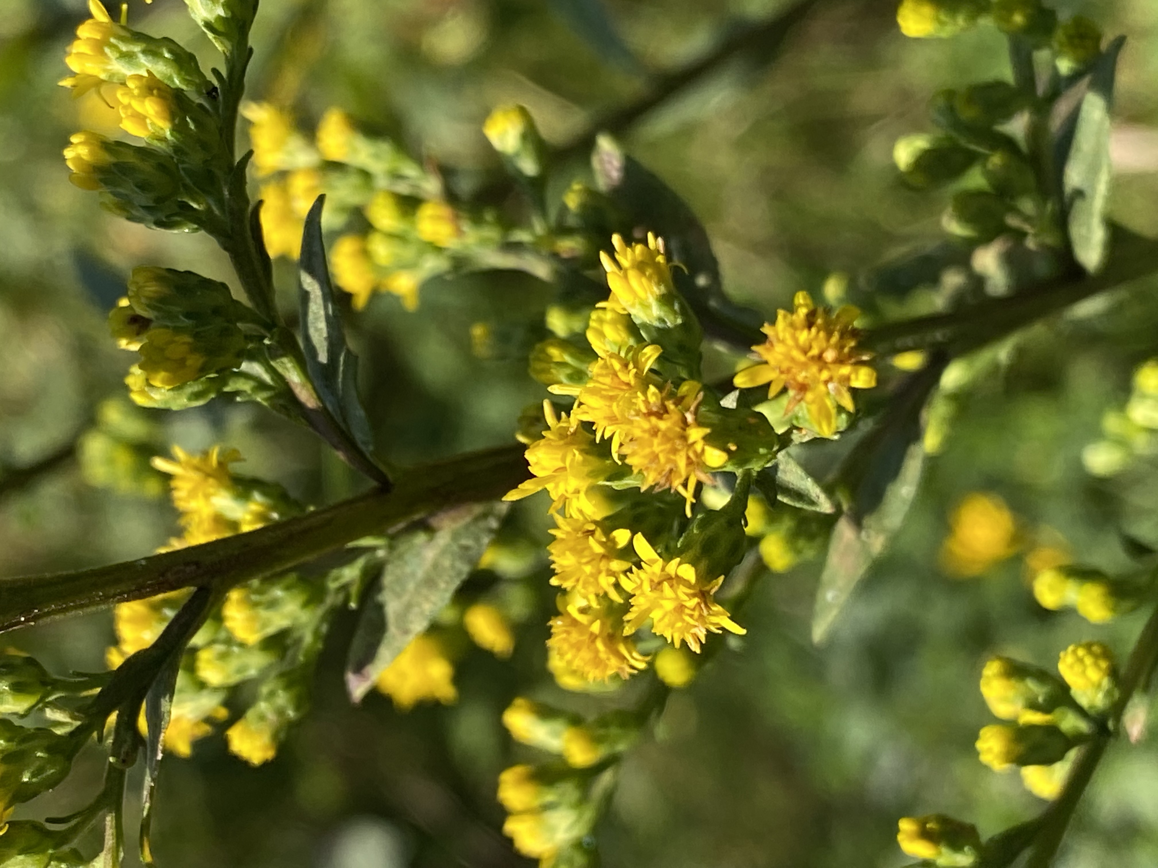 What species of goldenrod? - Ask Extension