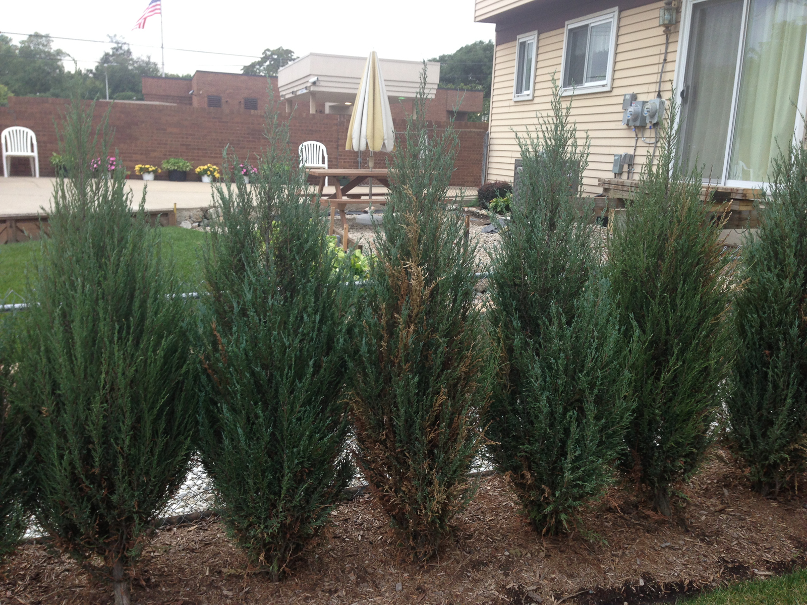 blue point juniper hedge