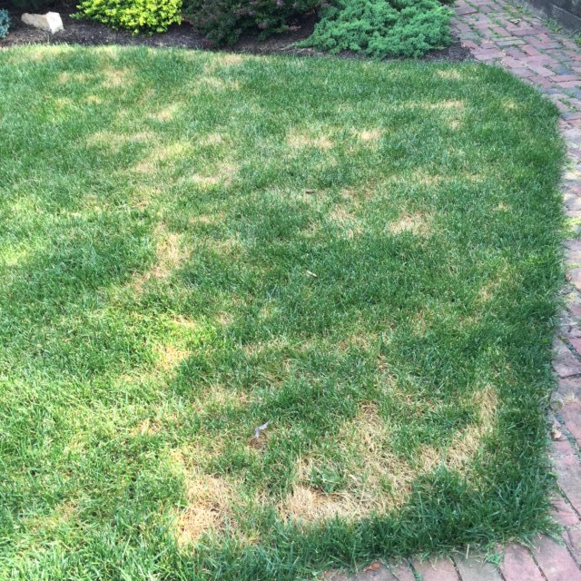 brown spots in our lawn - Ask Extension