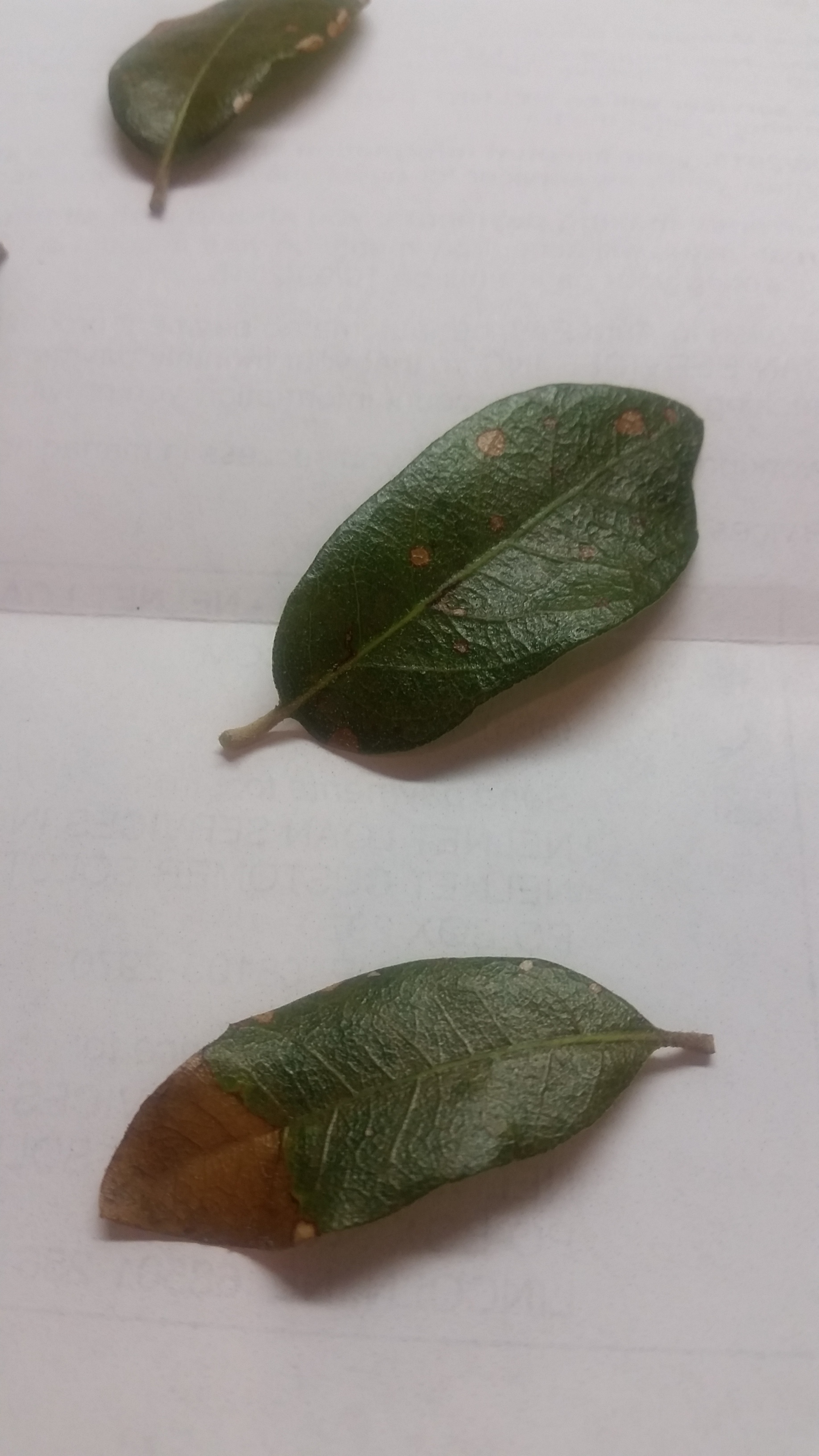 Spots on oak leaves and loss of lesves - Ask Extension