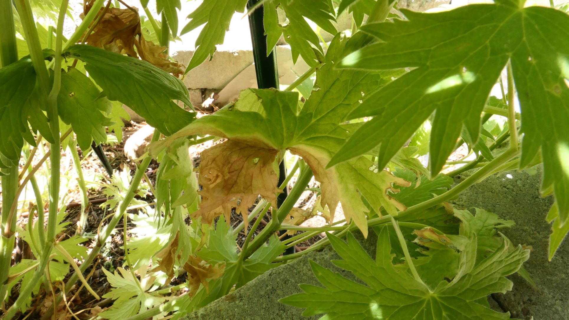 tiny-black-dots-on-delphinium-leaves-also-white-spots-ask-extension