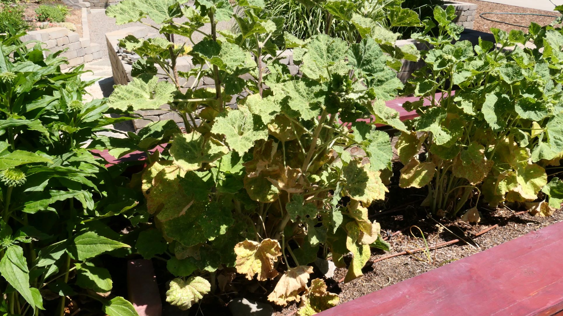 tiny-black-dots-on-delphinium-leaves-also-white-spots-ask-extension