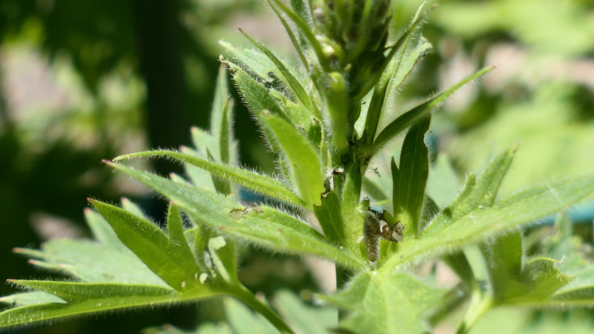 tiny-black-dots-on-delphinium-leaves-also-white-spots-ask-extension