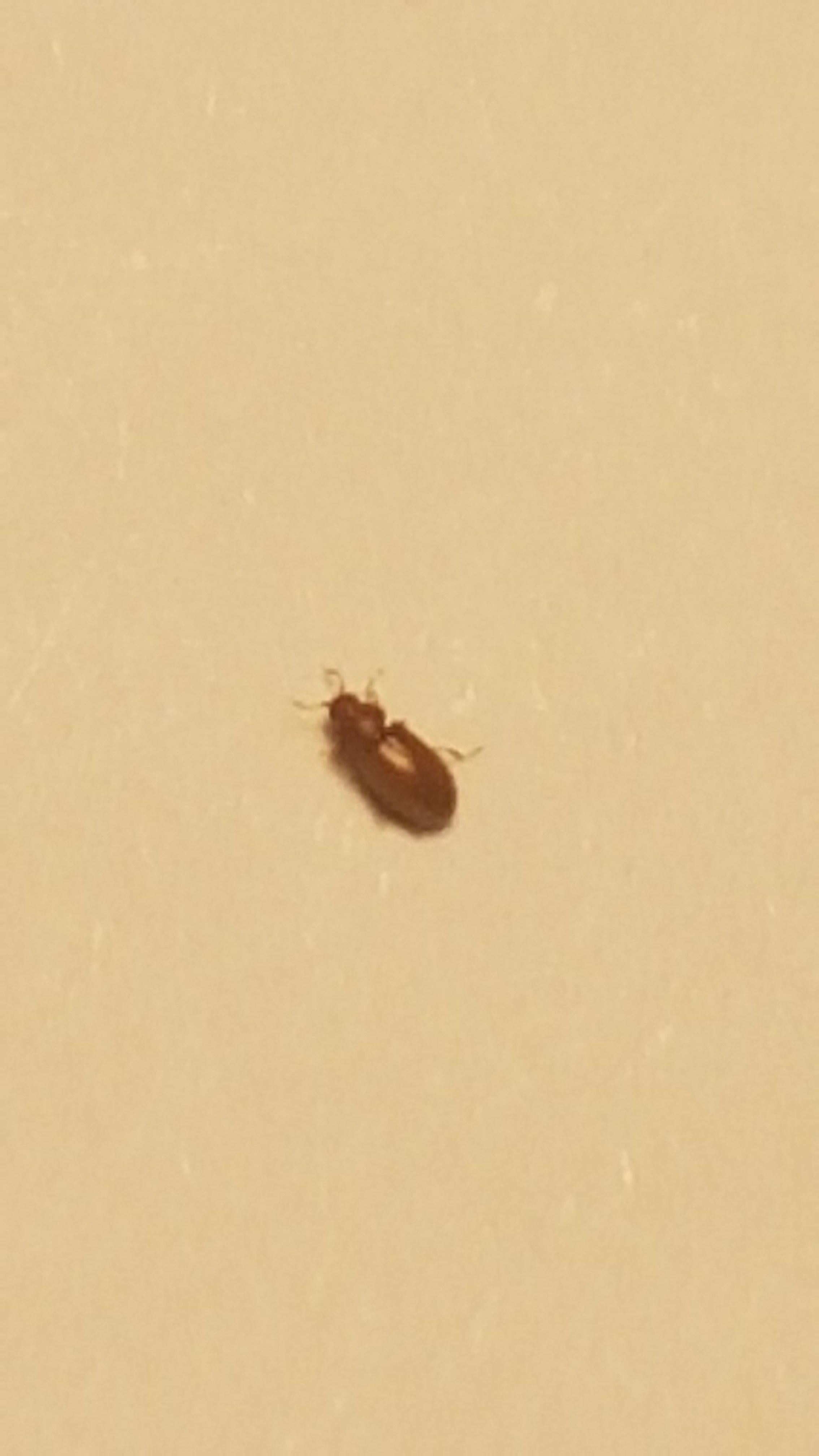 Bedbug or booklice? - Ask Extension