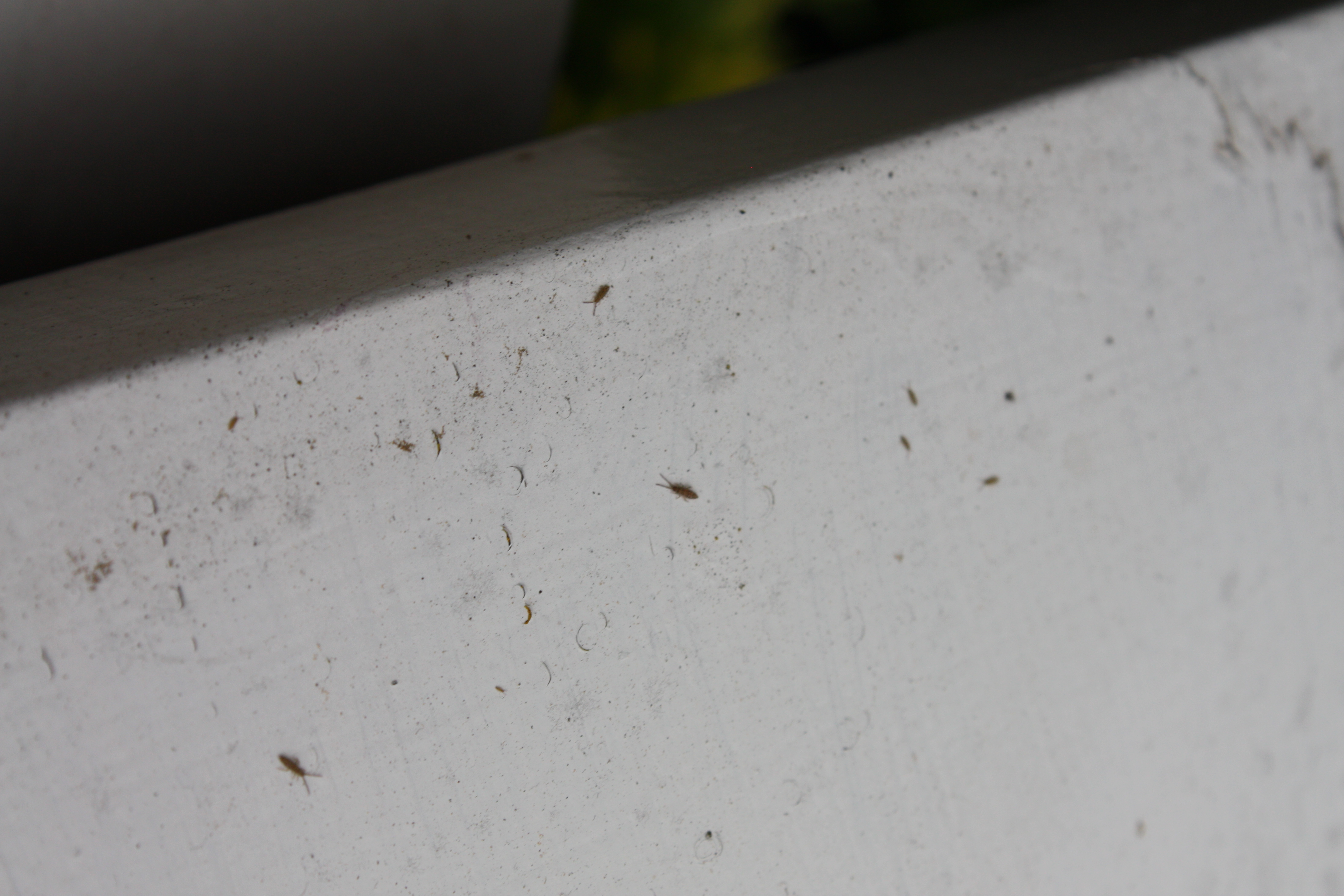 clover mites in bathtub