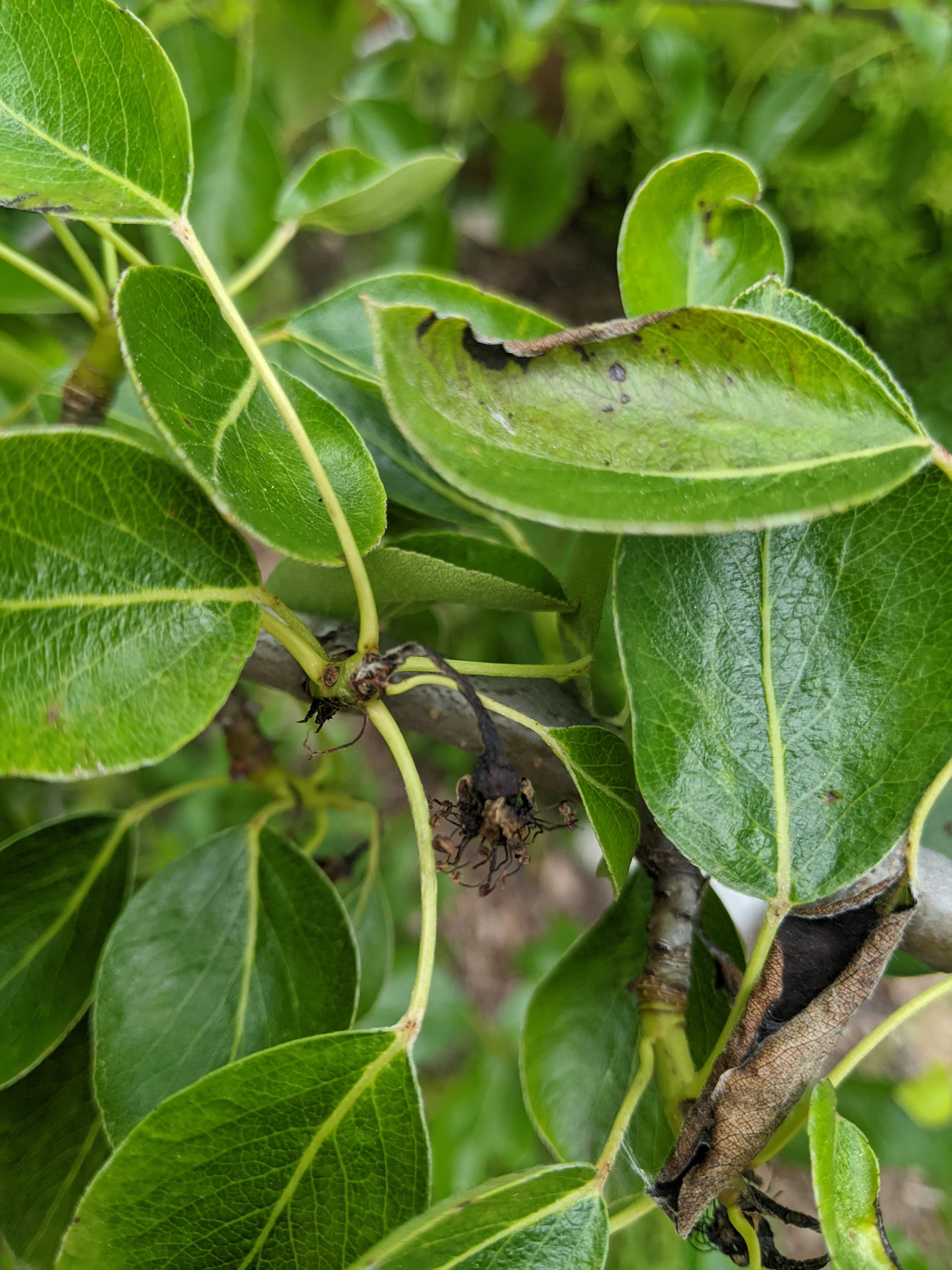 something-is-attacking-my-pear-tree-ask-extension