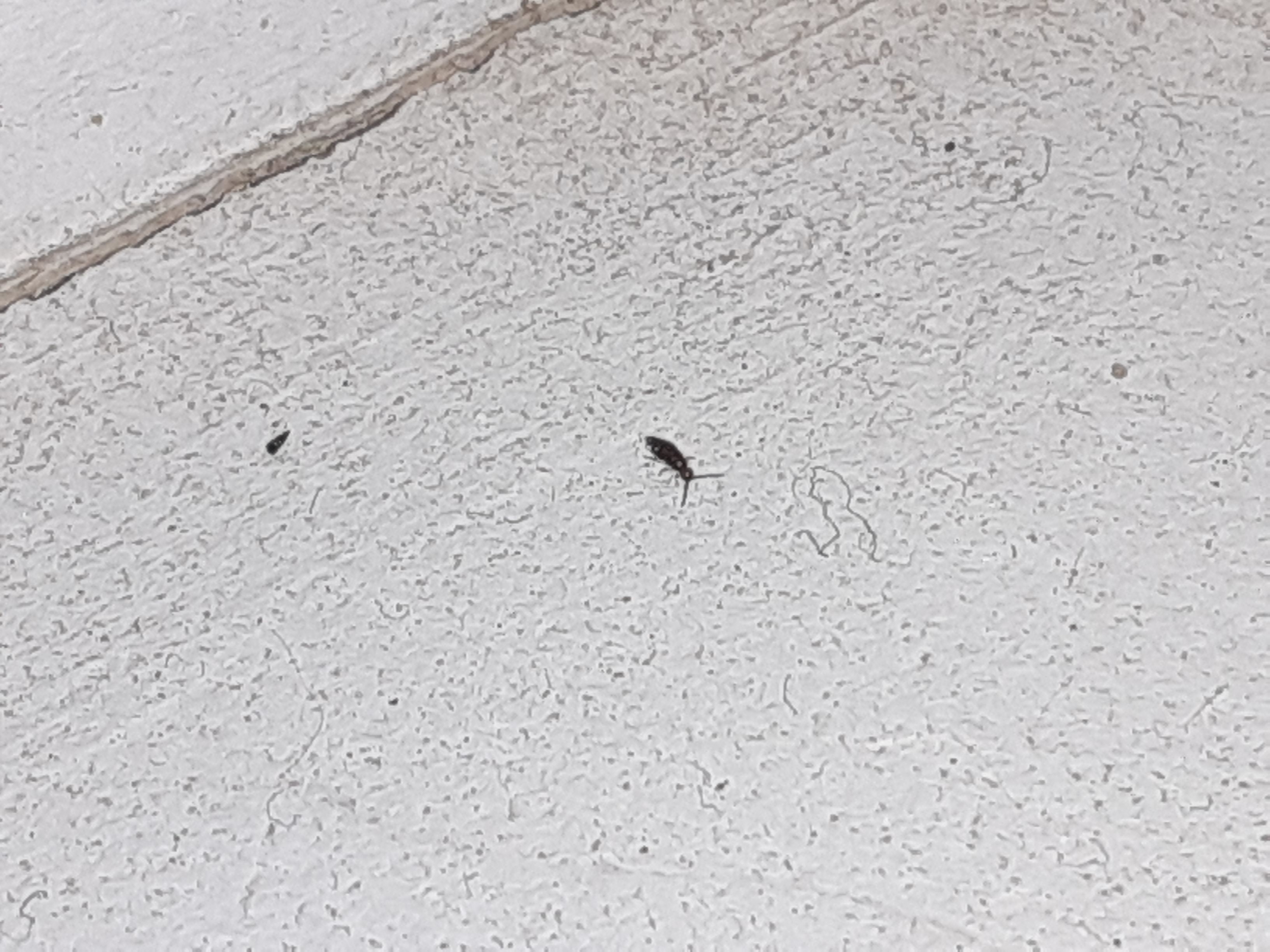 what-are-these-tiny-black-bugs-on-my-windowsill-ask-extension