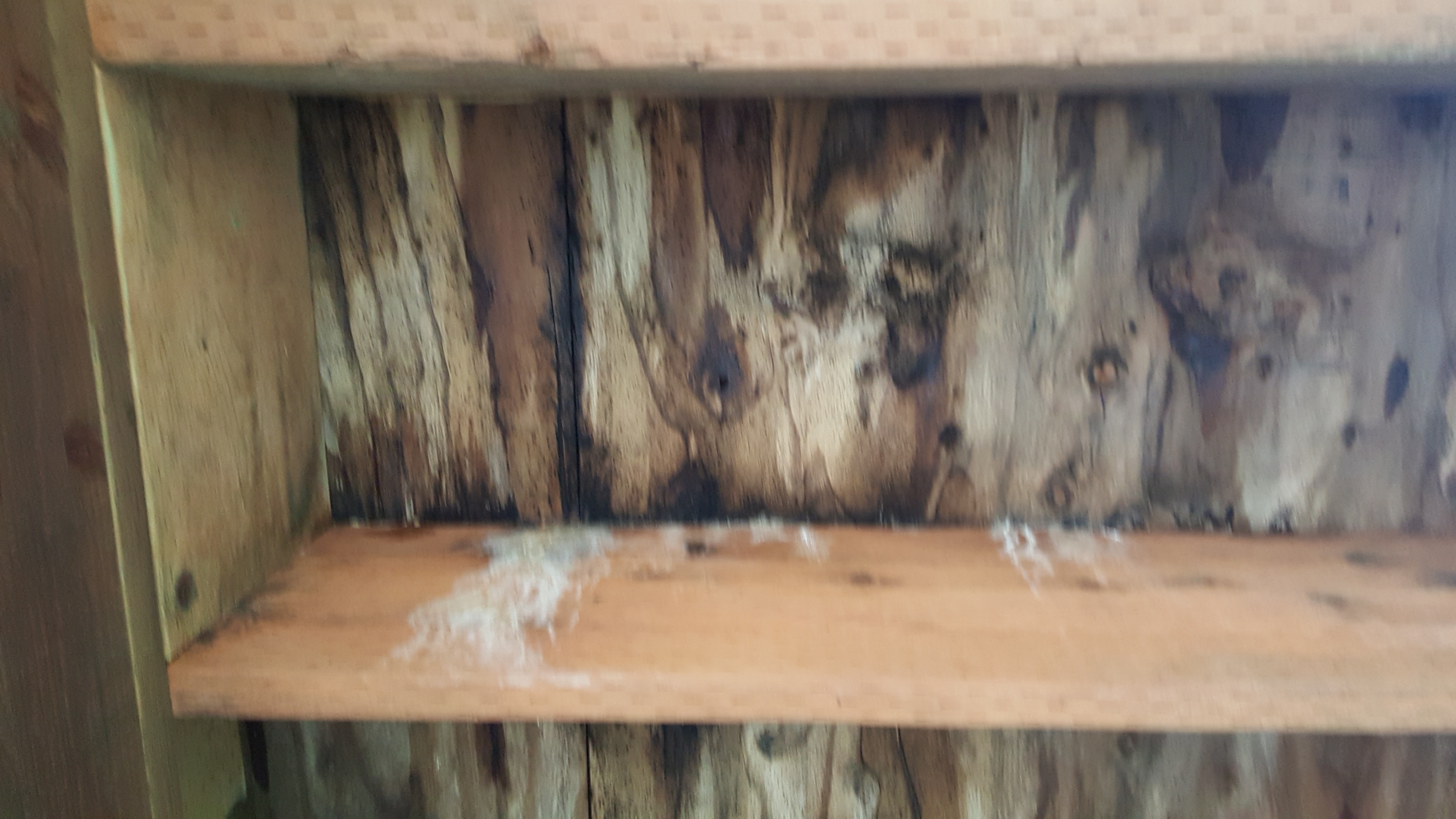 how-to-remove-black-mold-from-plywood-ask-extension