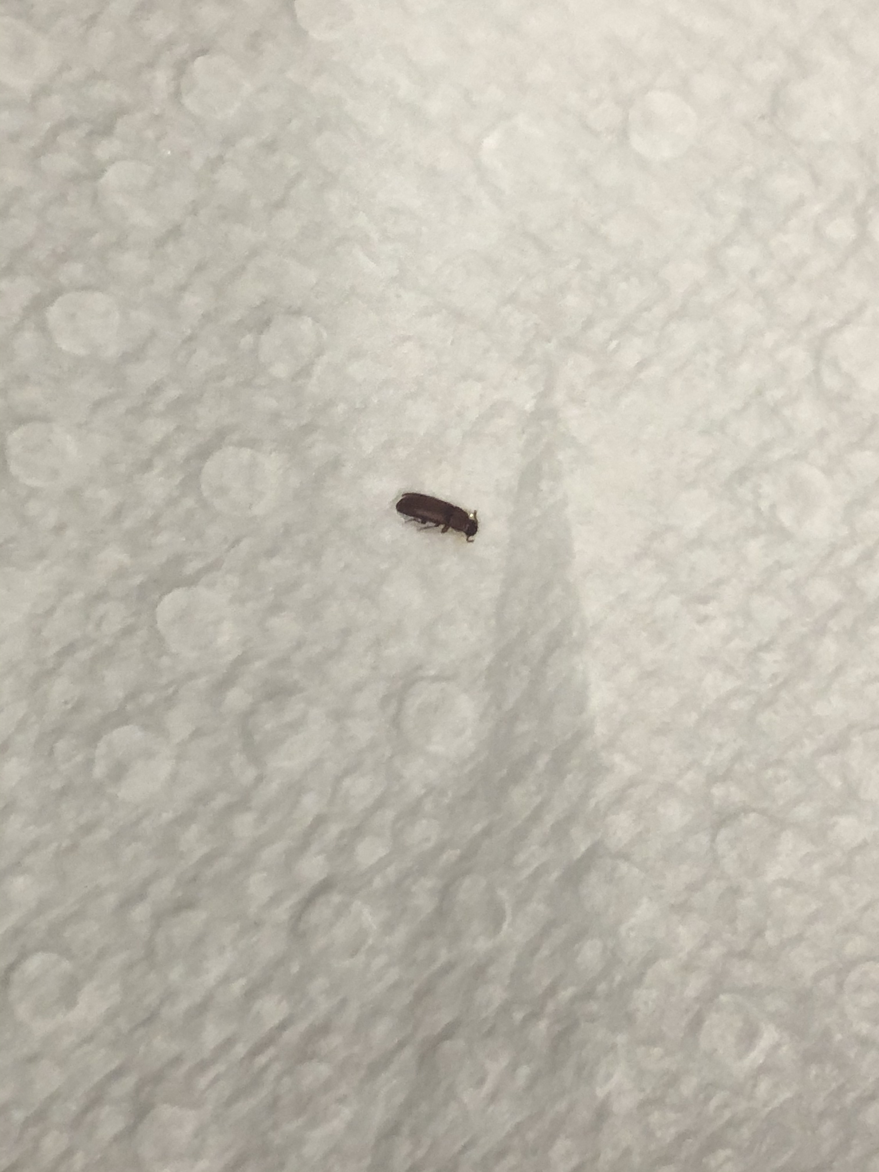 Found this in my bed? Is it a bed bug? - Ask Extension