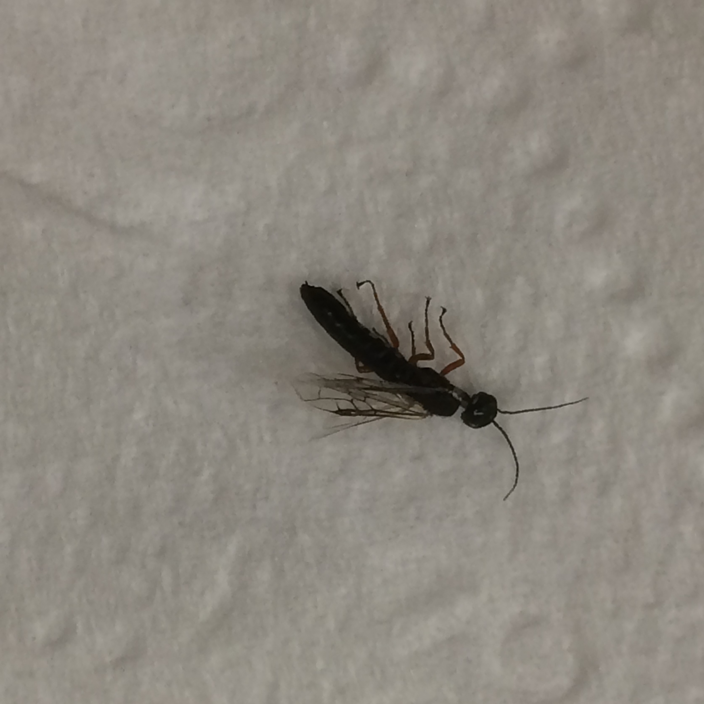 Identification of Insect - Ask Extension