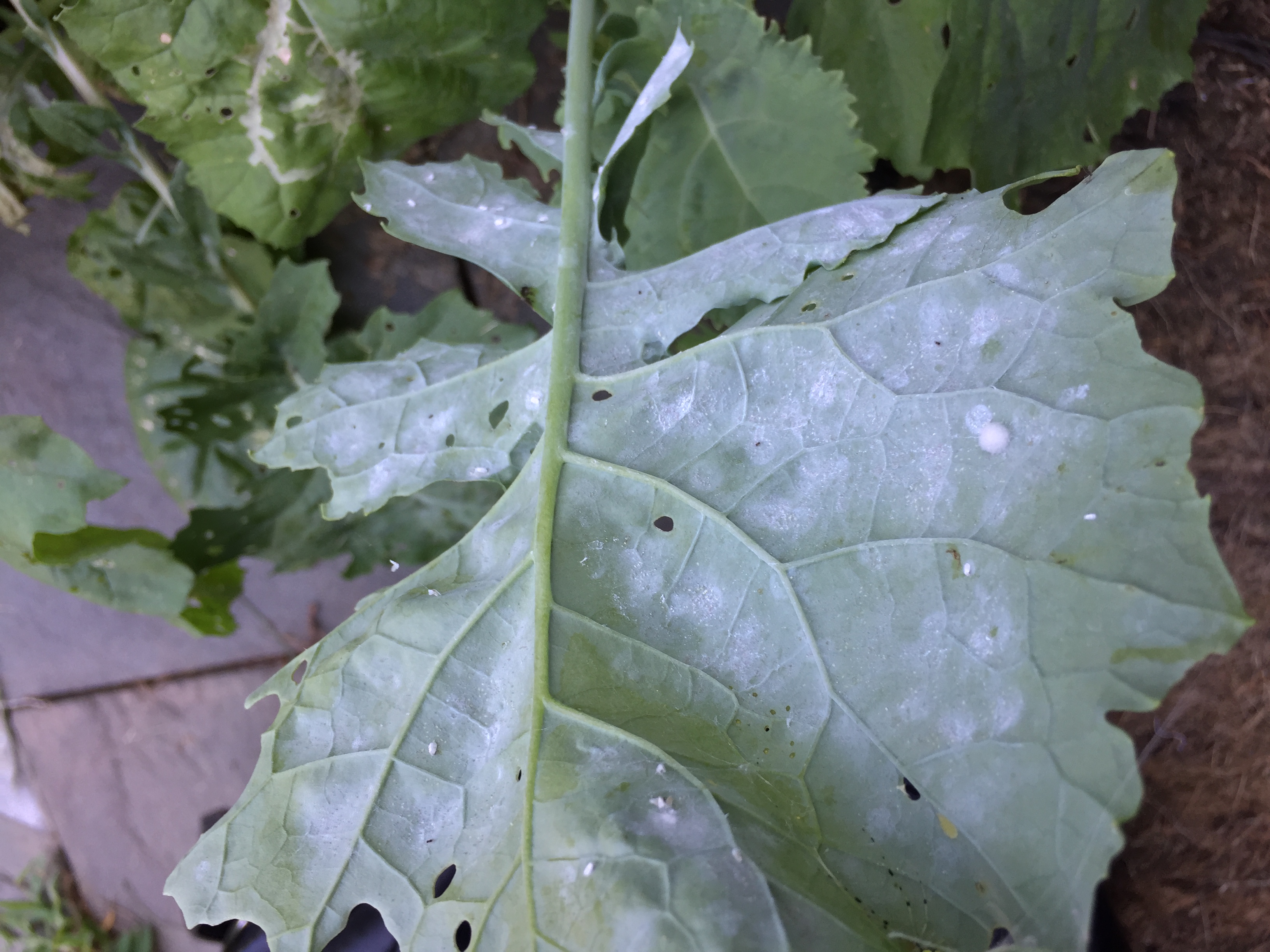 Identifying pests on collards - Ask Extension