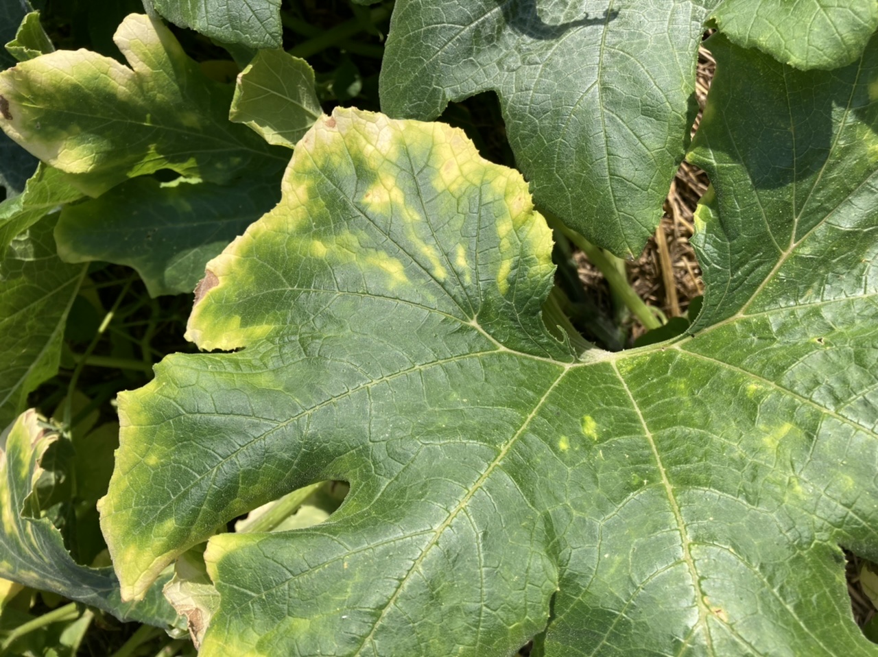 yellowing-edges-on-winter-squash-leaves-ask-extension