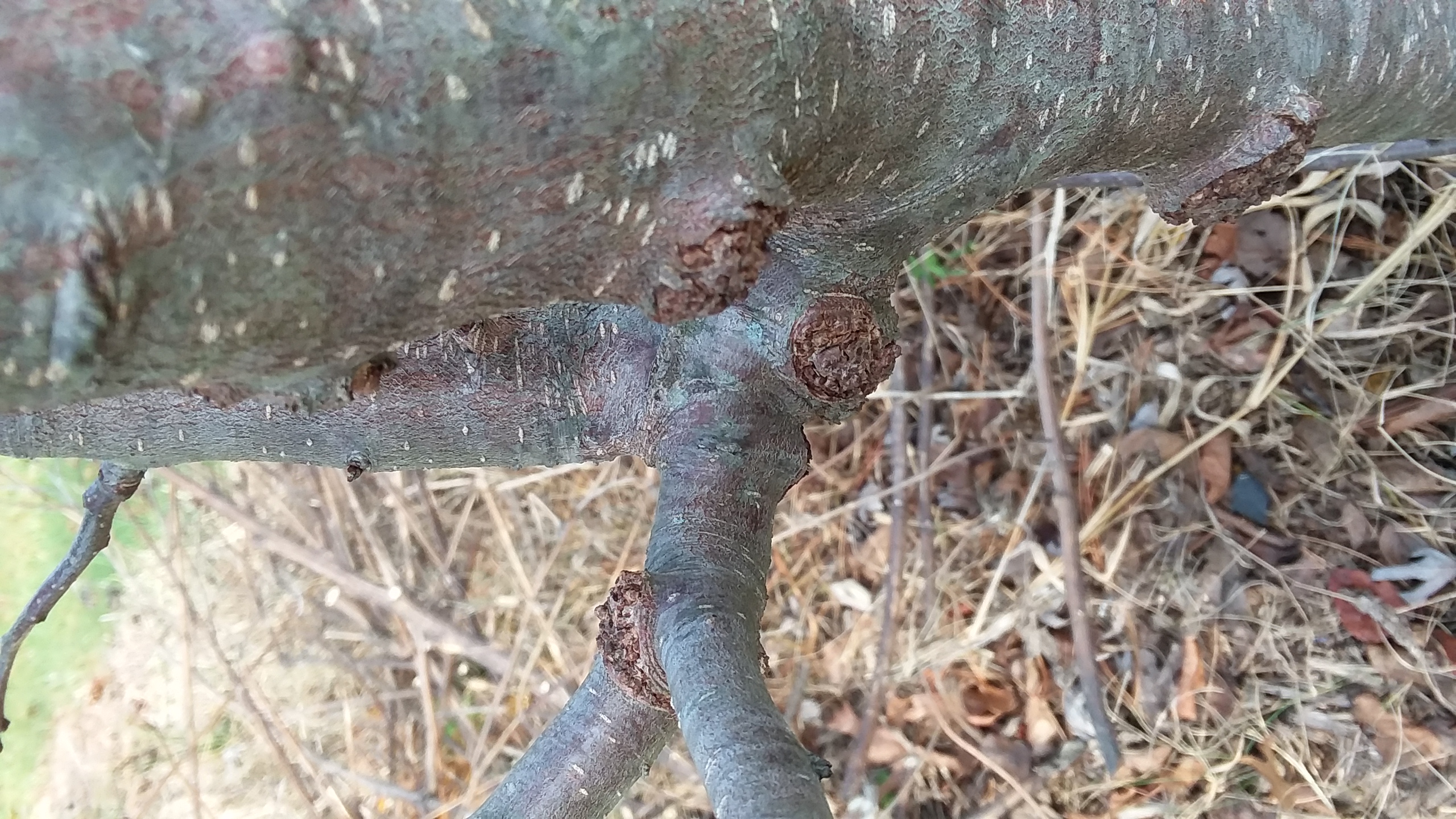 Apple tree issue - Ask Extension