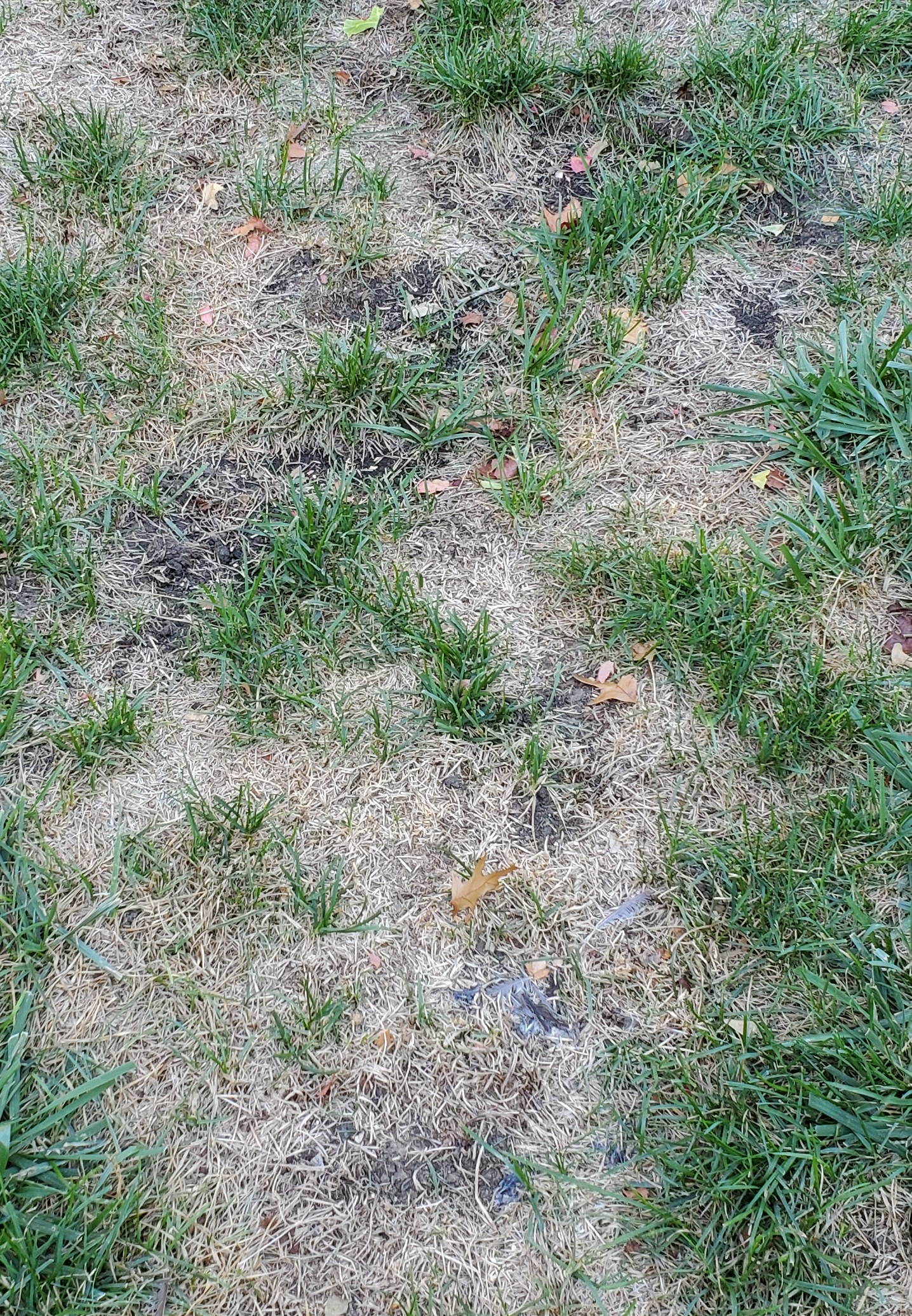 Dead areas in yard - Ask Extension