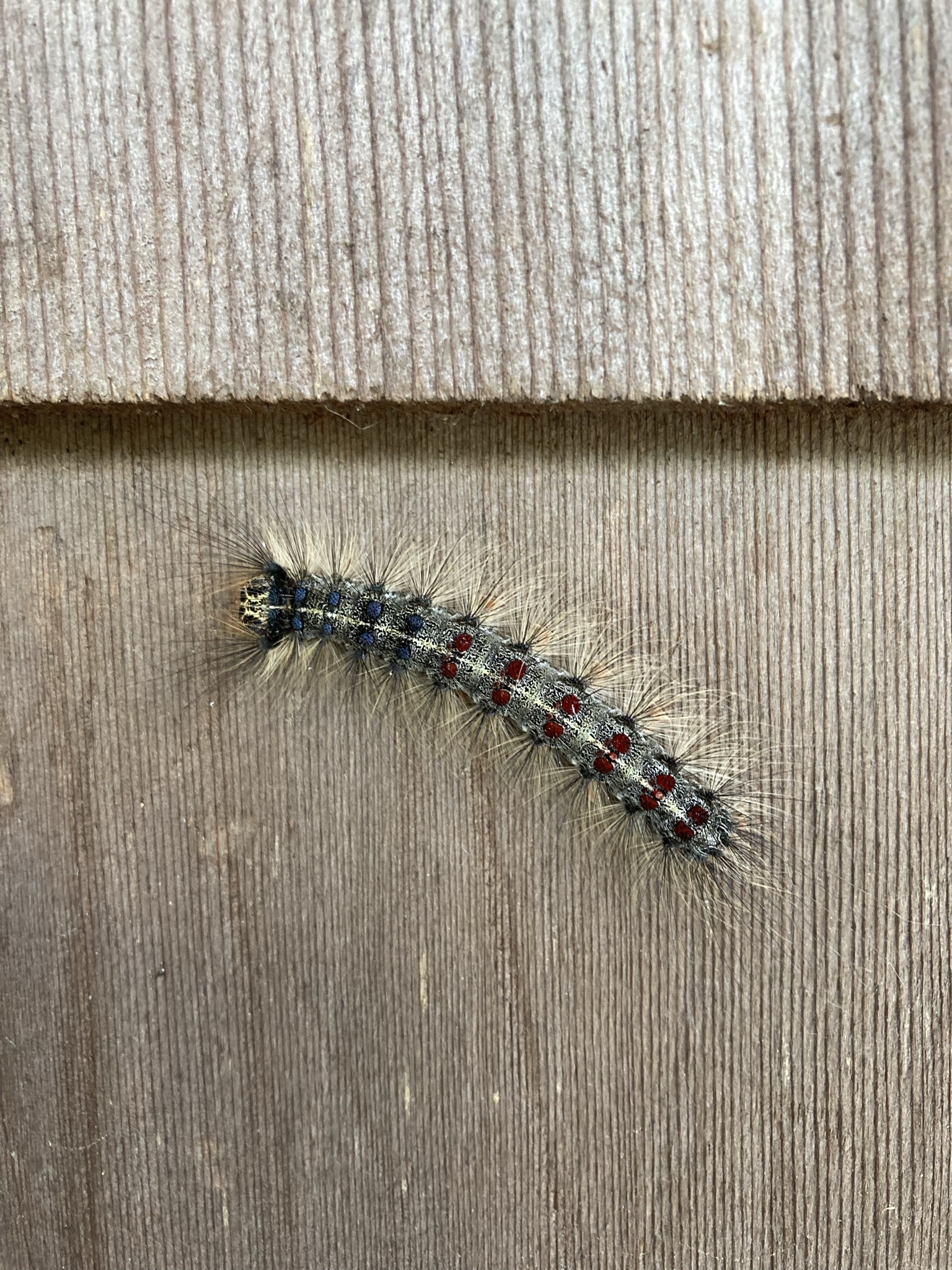 Gypsy Moths in Gobles, Michigan Ask Extension