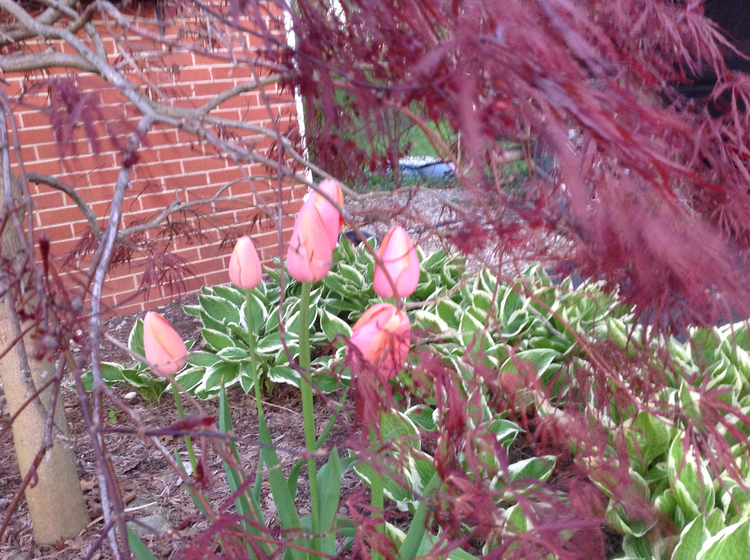 crimson queen japanese maple tree