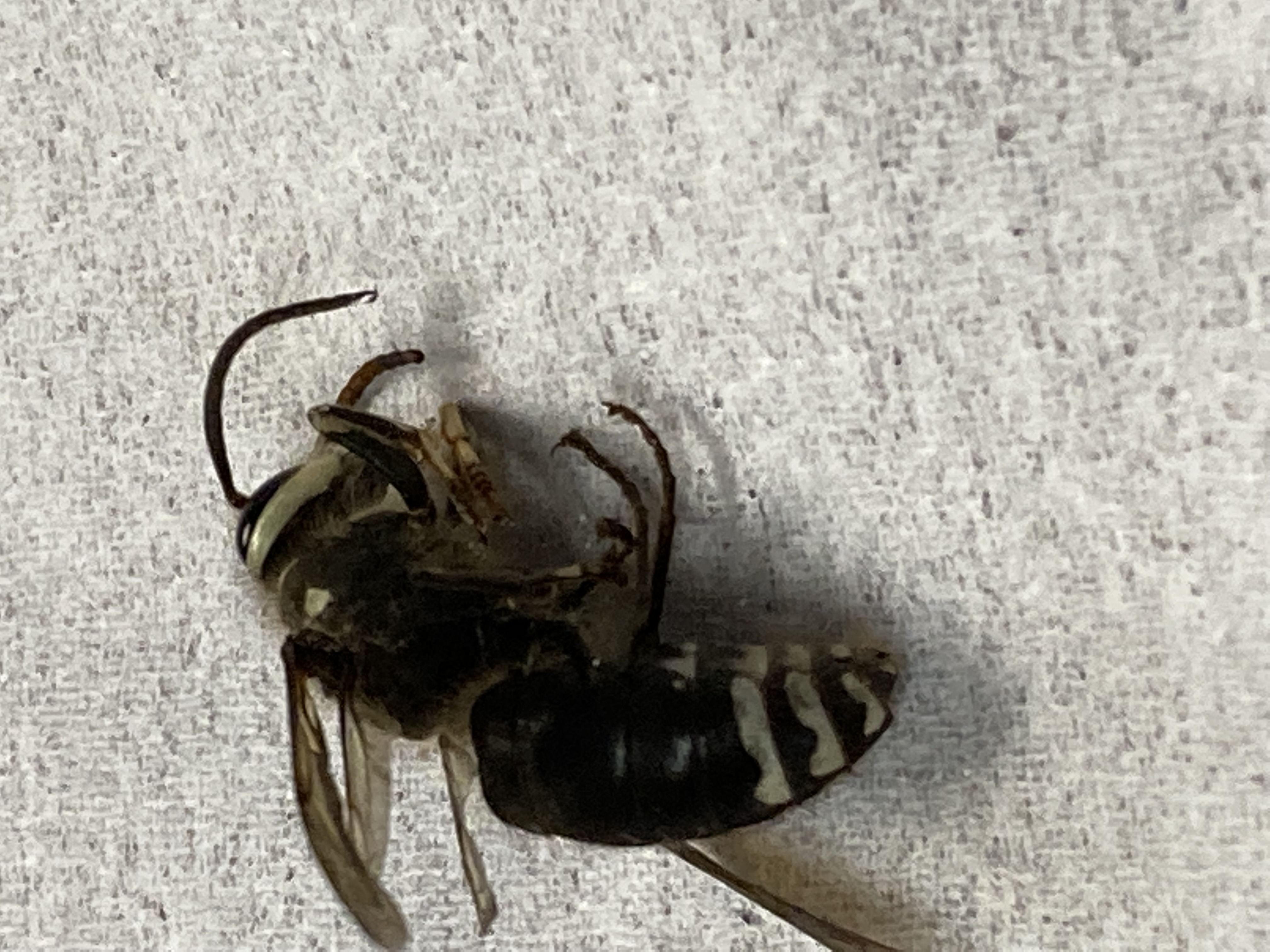 Insect identification - Ask Extension