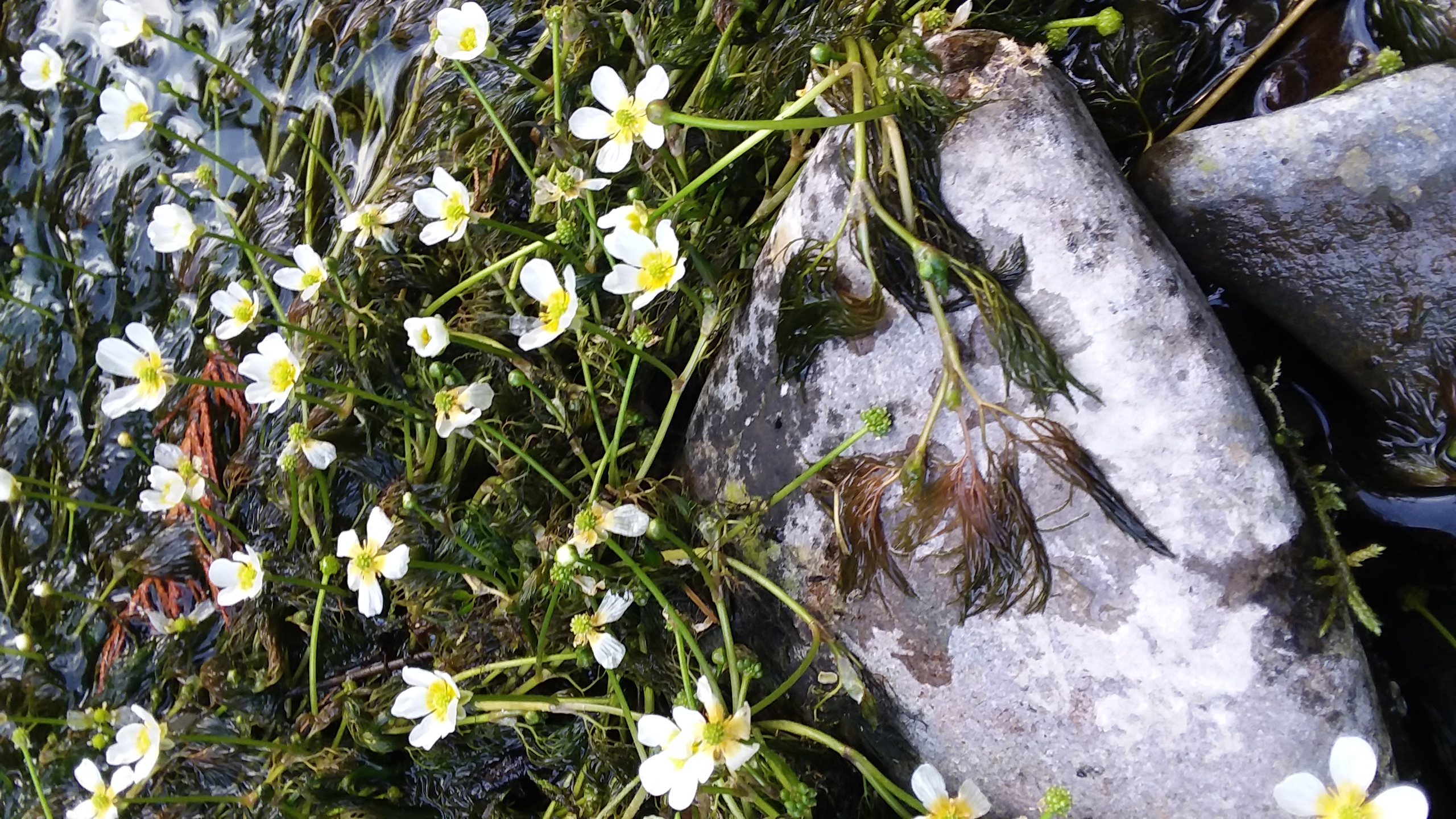 can-plants-grow-in-sand-yes-here-s-what-to-do-the-garden-hows