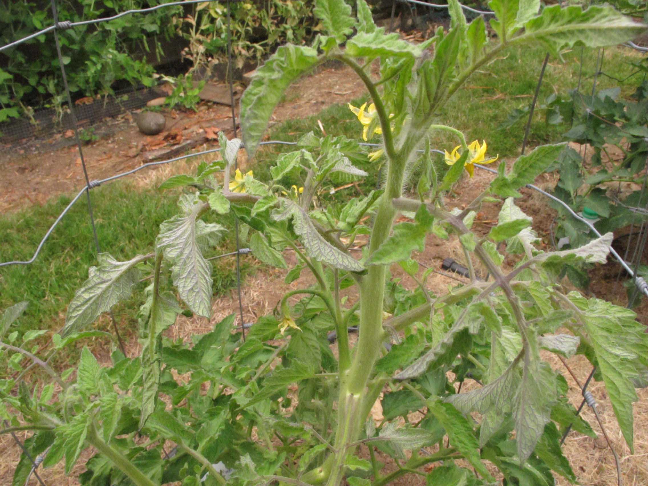 Tomato Curly Top Virus? - Ask Extension