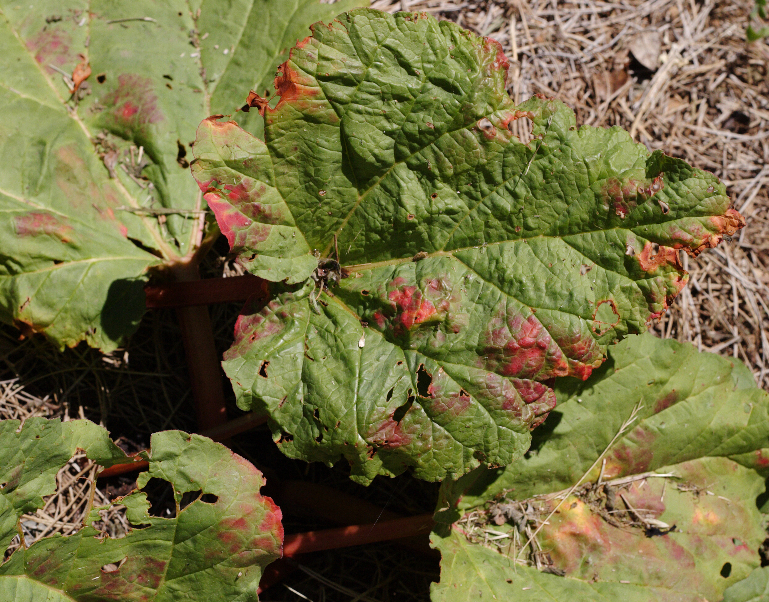 rhubarb leaves