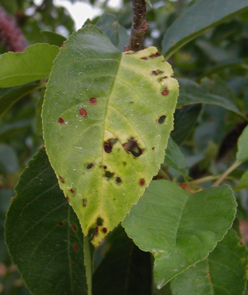 Sudden Leaf Yellowing on Fruit Trees - Ask Extension