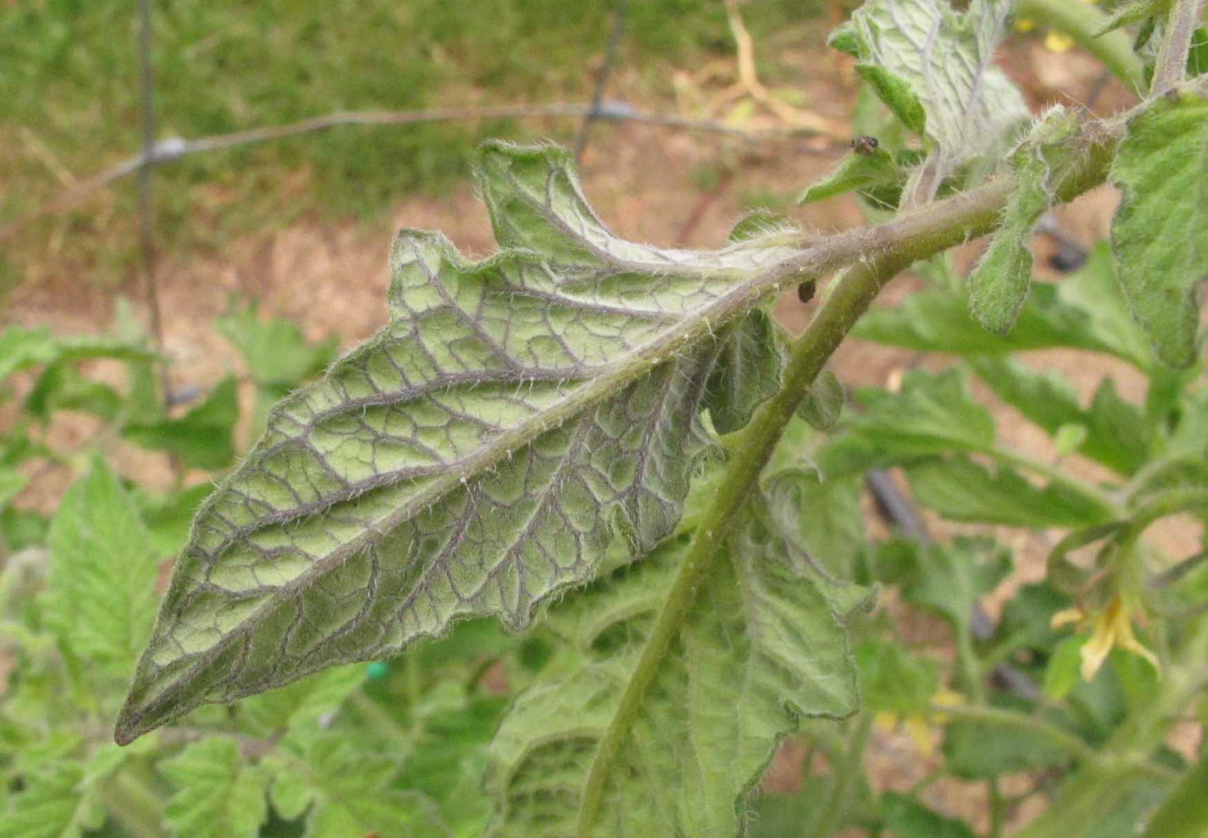 Tomato curly top virus? - Ask Extension