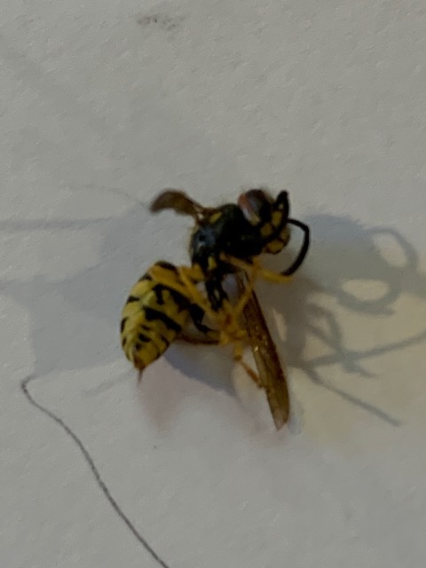 what looks like a yellow jacket but smaller