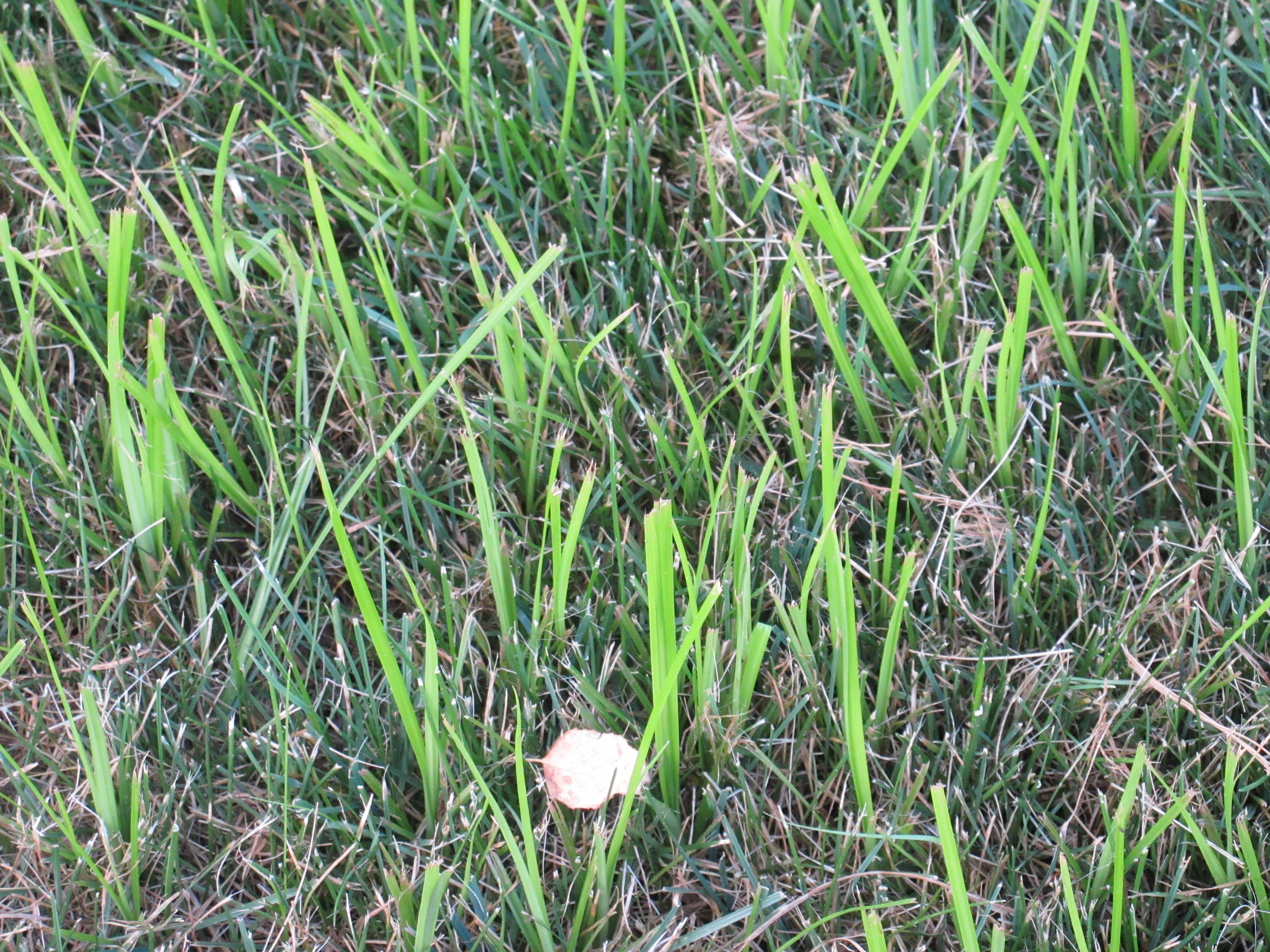 light colored grass in my lawn