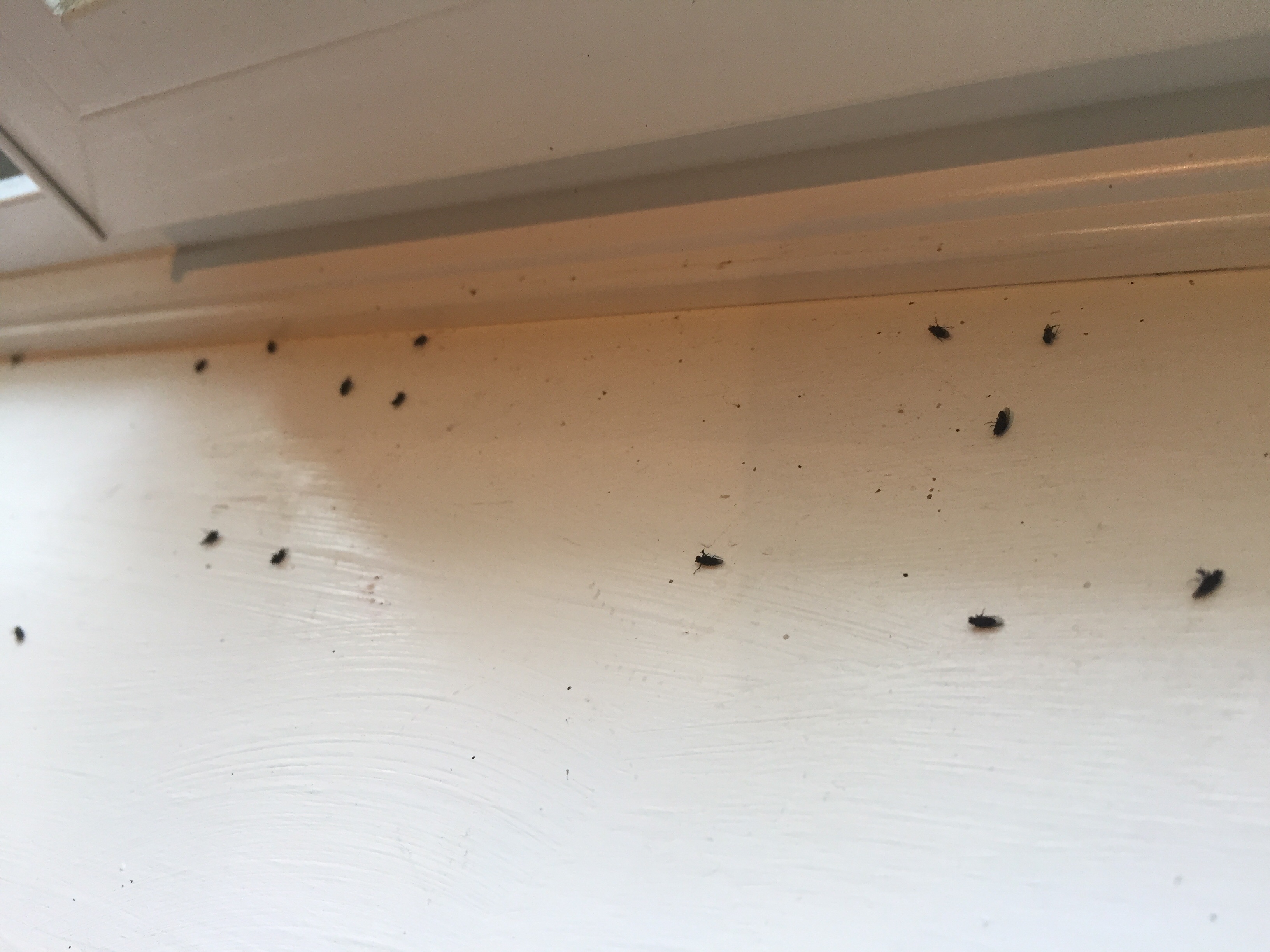 tiny flies in bathroom