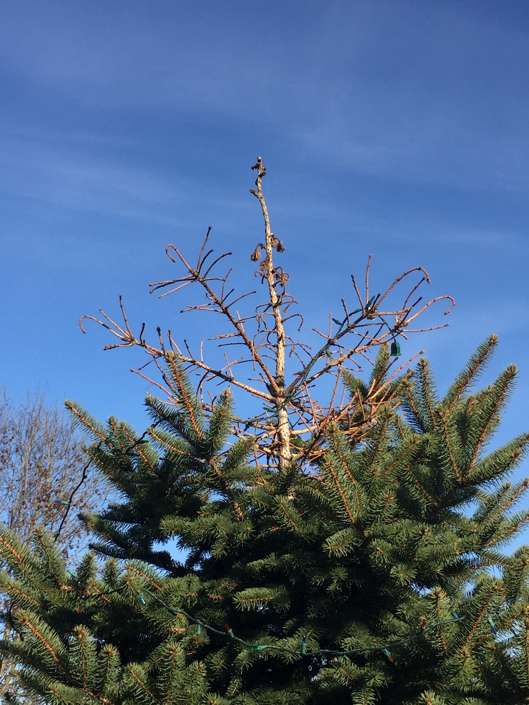 Pine Tree top turning brown - Ask Extension