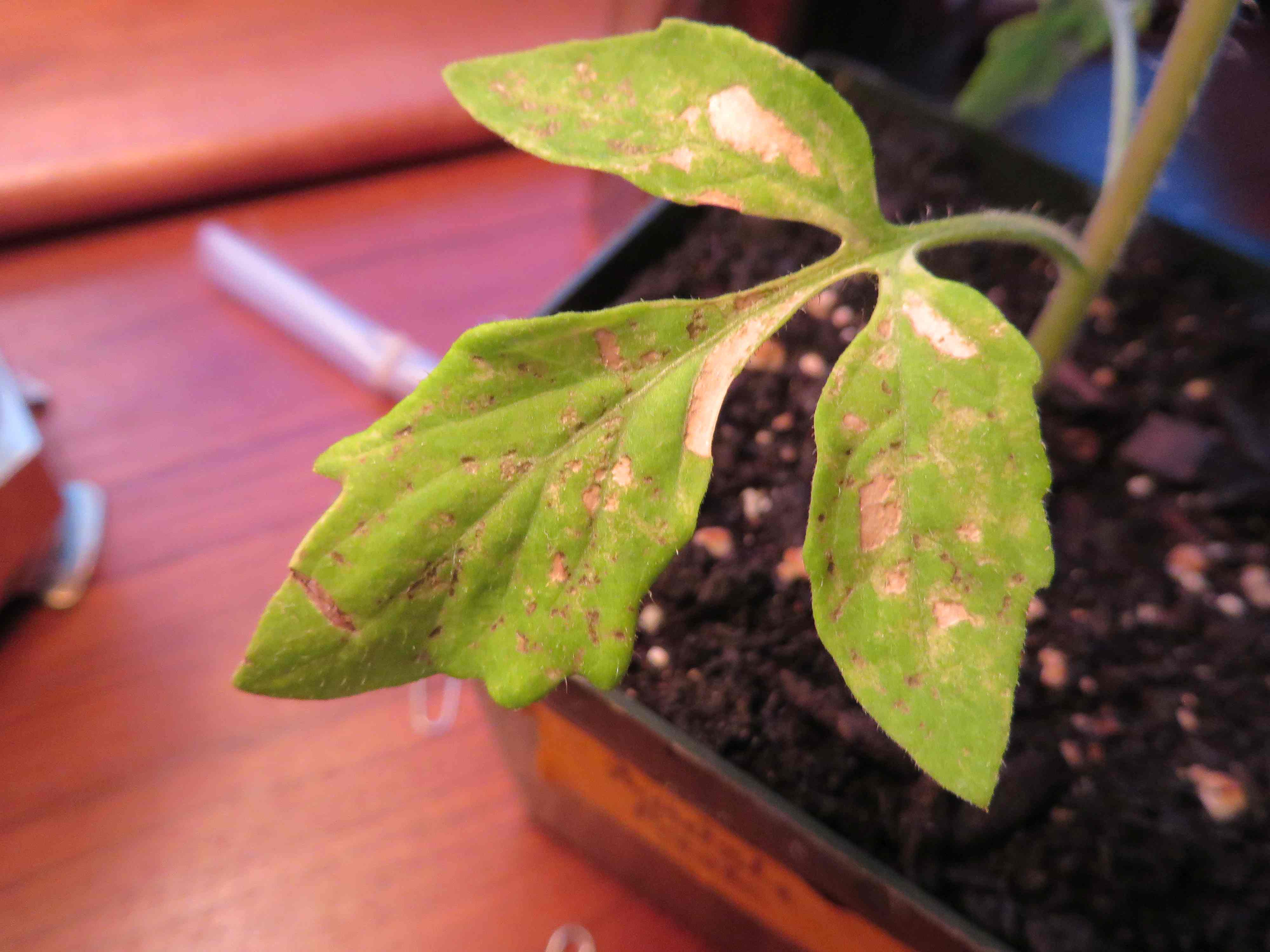 tomato leaf discoloration - Ask Extension 