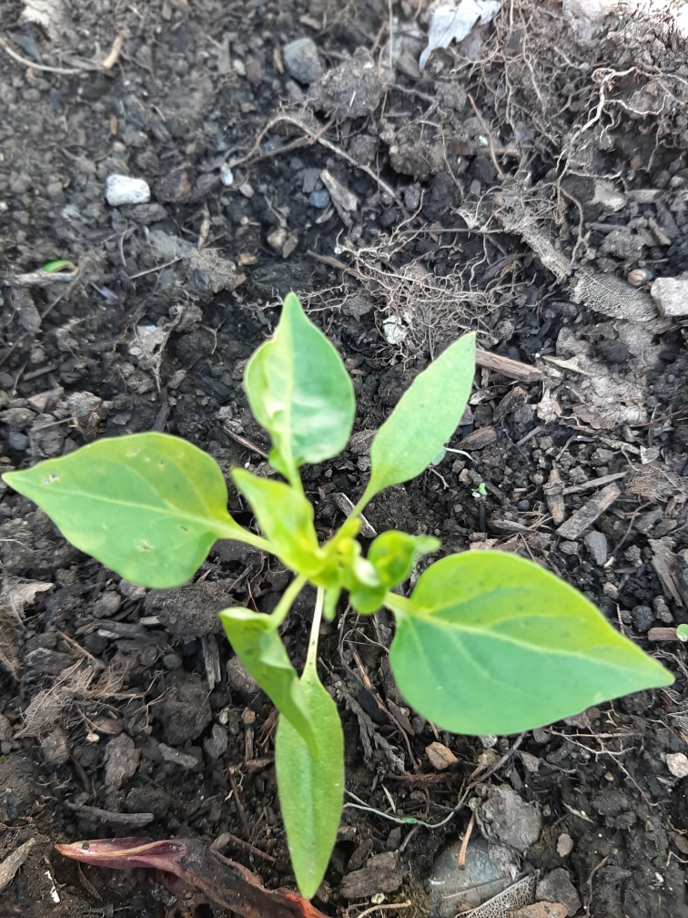 what is wrong with my seedlings? - Ask Extension