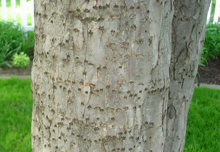 crabapple tree bark