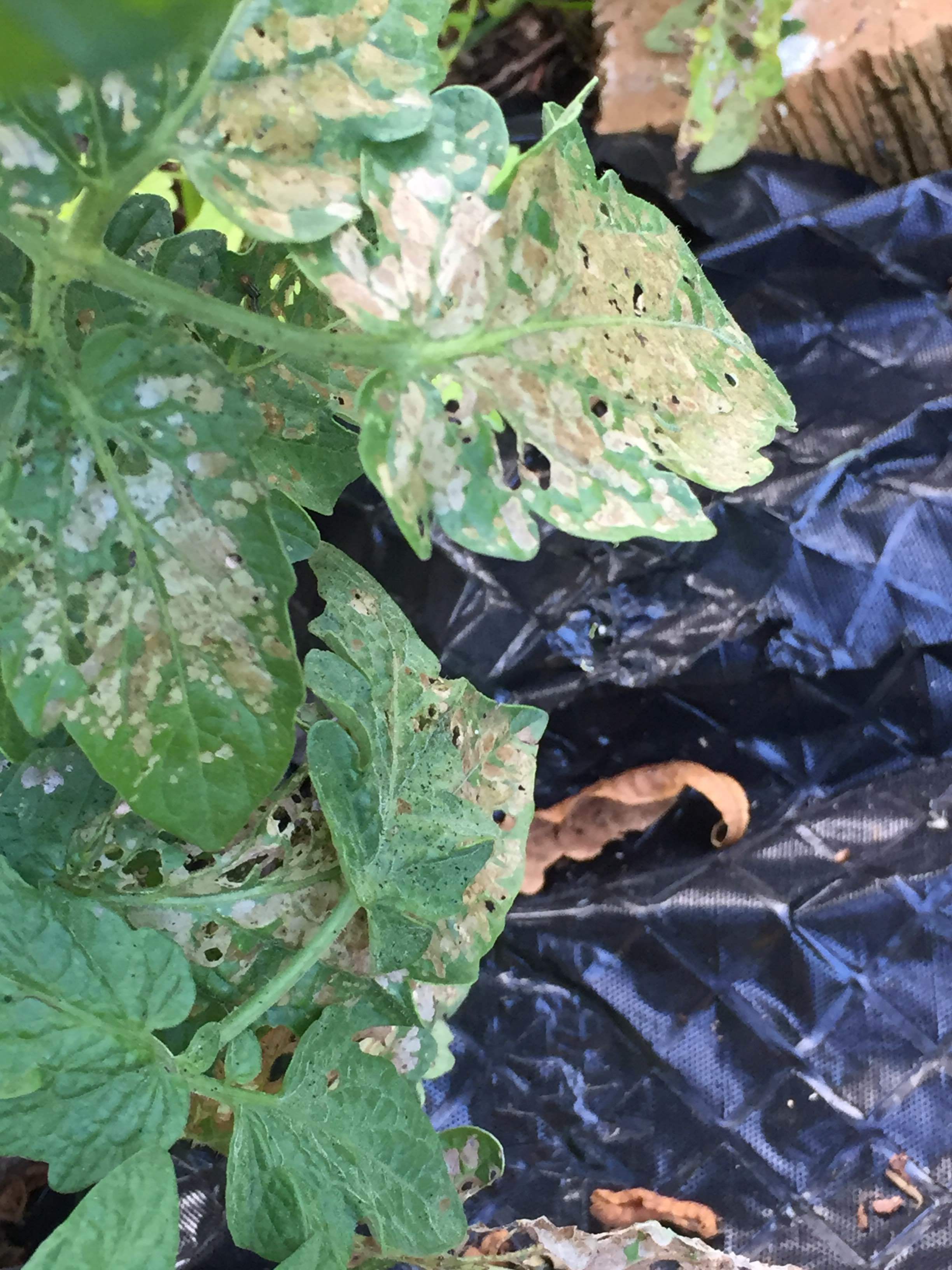 Help - what's eating my tomatoes?! - Ask Extension