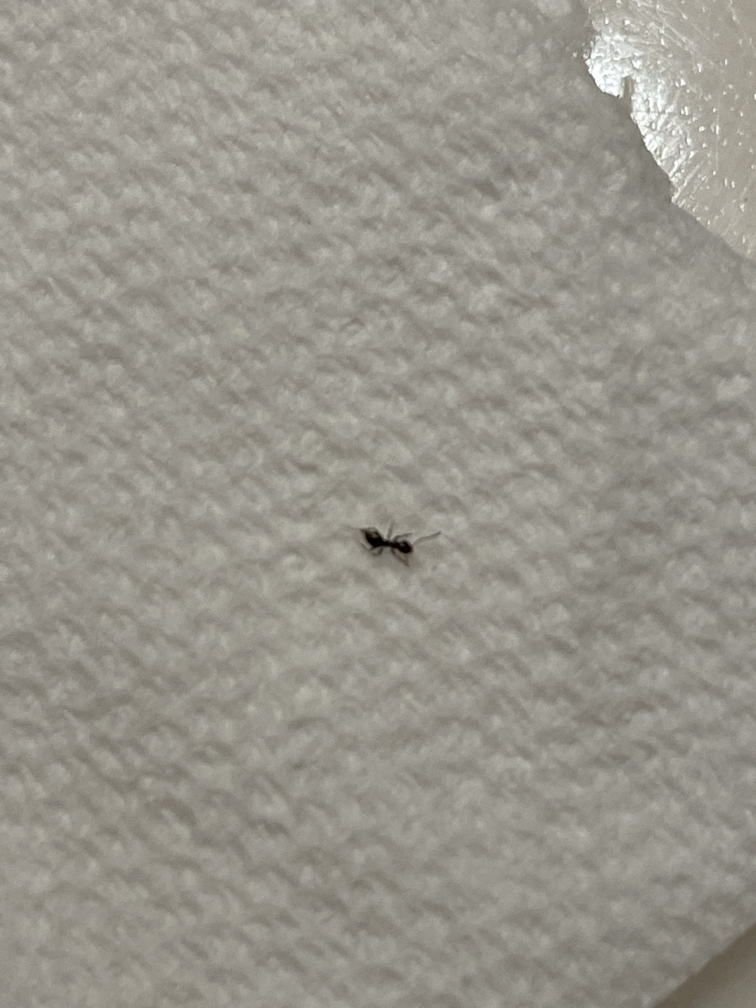 small-black-bug-identification-ask-extension