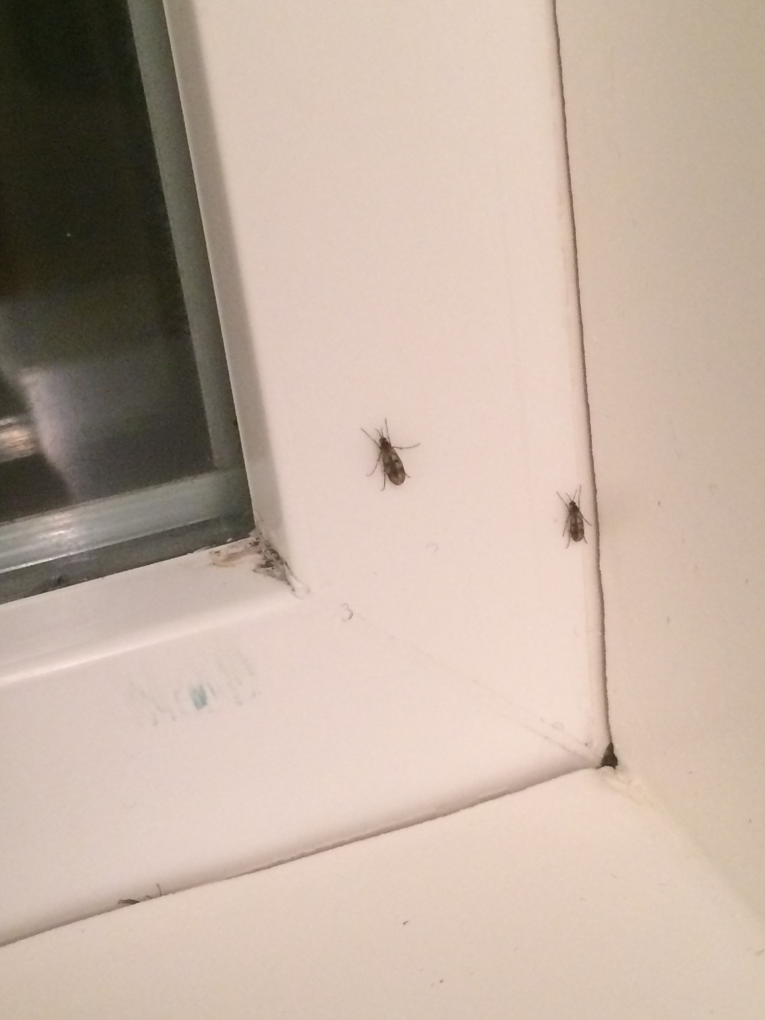 tiny flies in bathroom