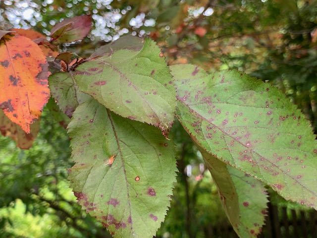 Crabapple Tree loses leaves early - Ask Extension