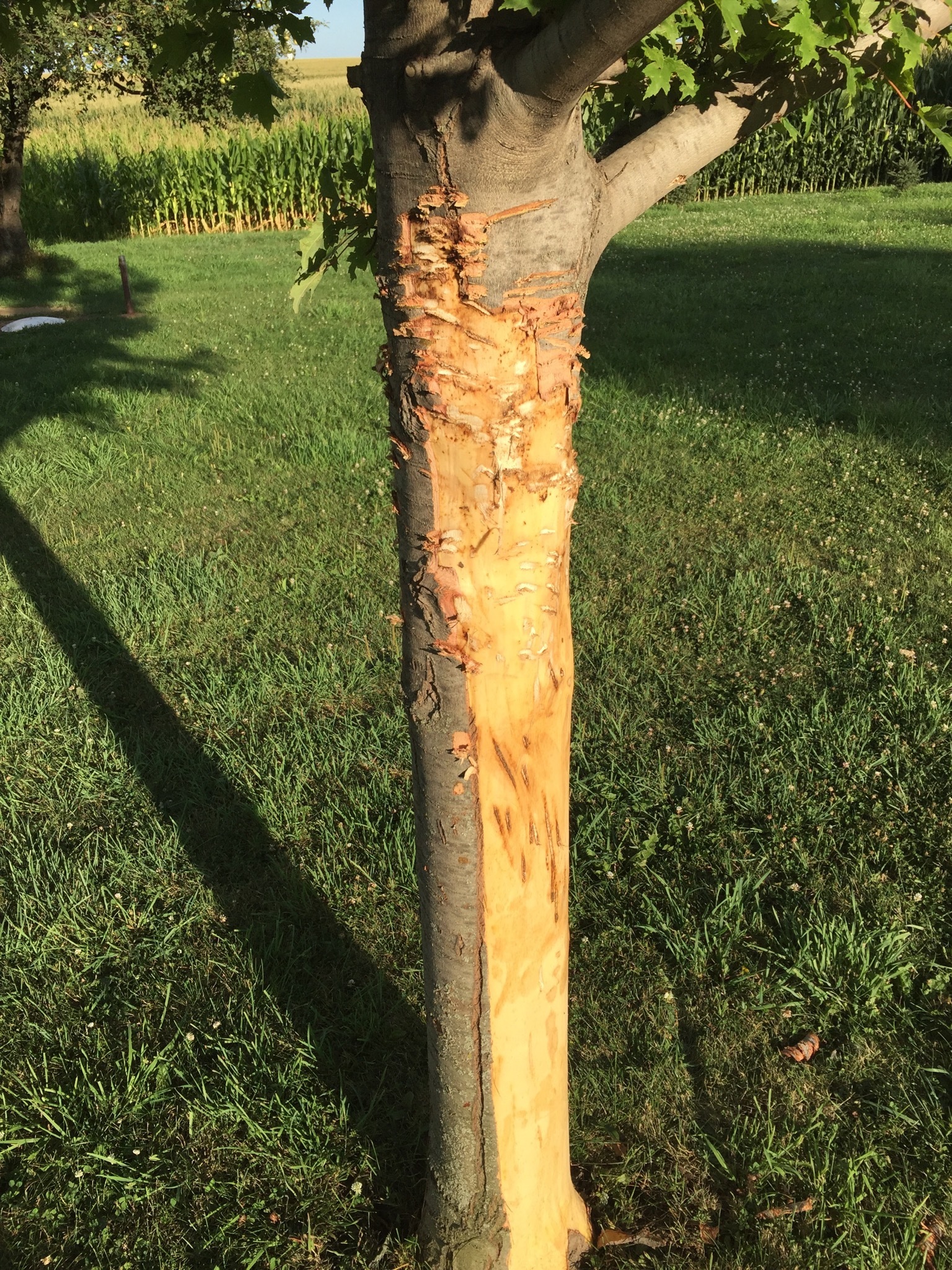 Maple tree bark damage - Ask Extension