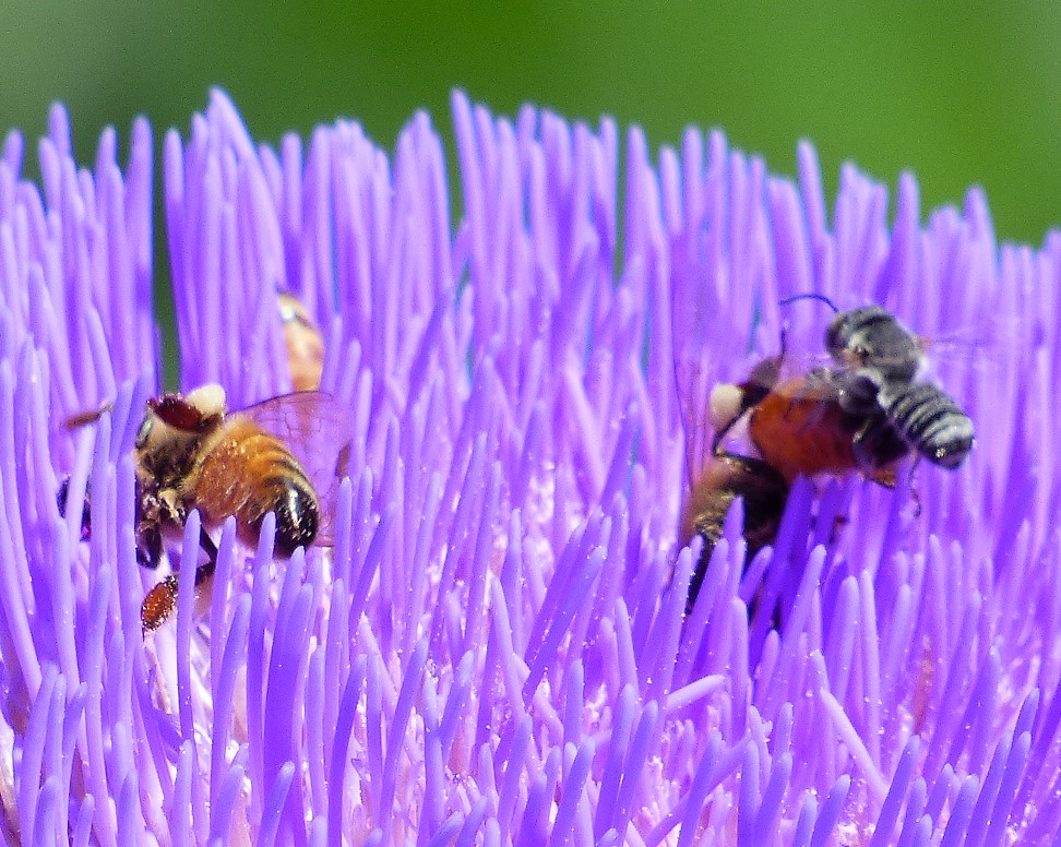 i-am-perplexed-by-this-very-small-and-fast-bee-near-other-bees-on