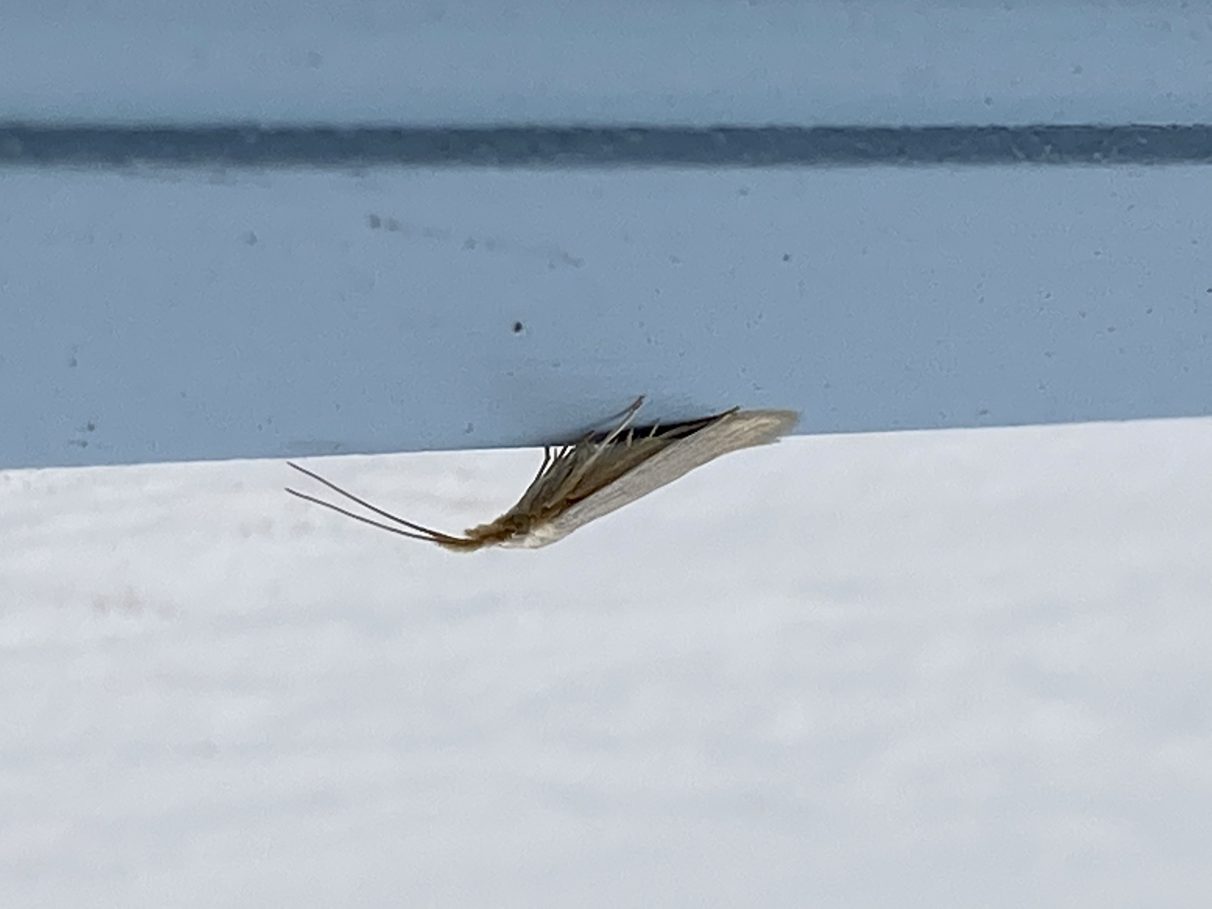 Identify what’s on my fence. They are larvae of some sort - Ask Extension