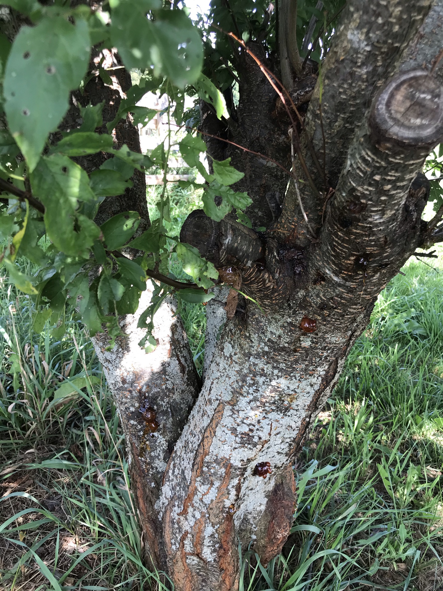 What is my fruit tree problem? - Ask Extension