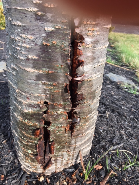 Flowering Cherry Tree Disease Ask Extension