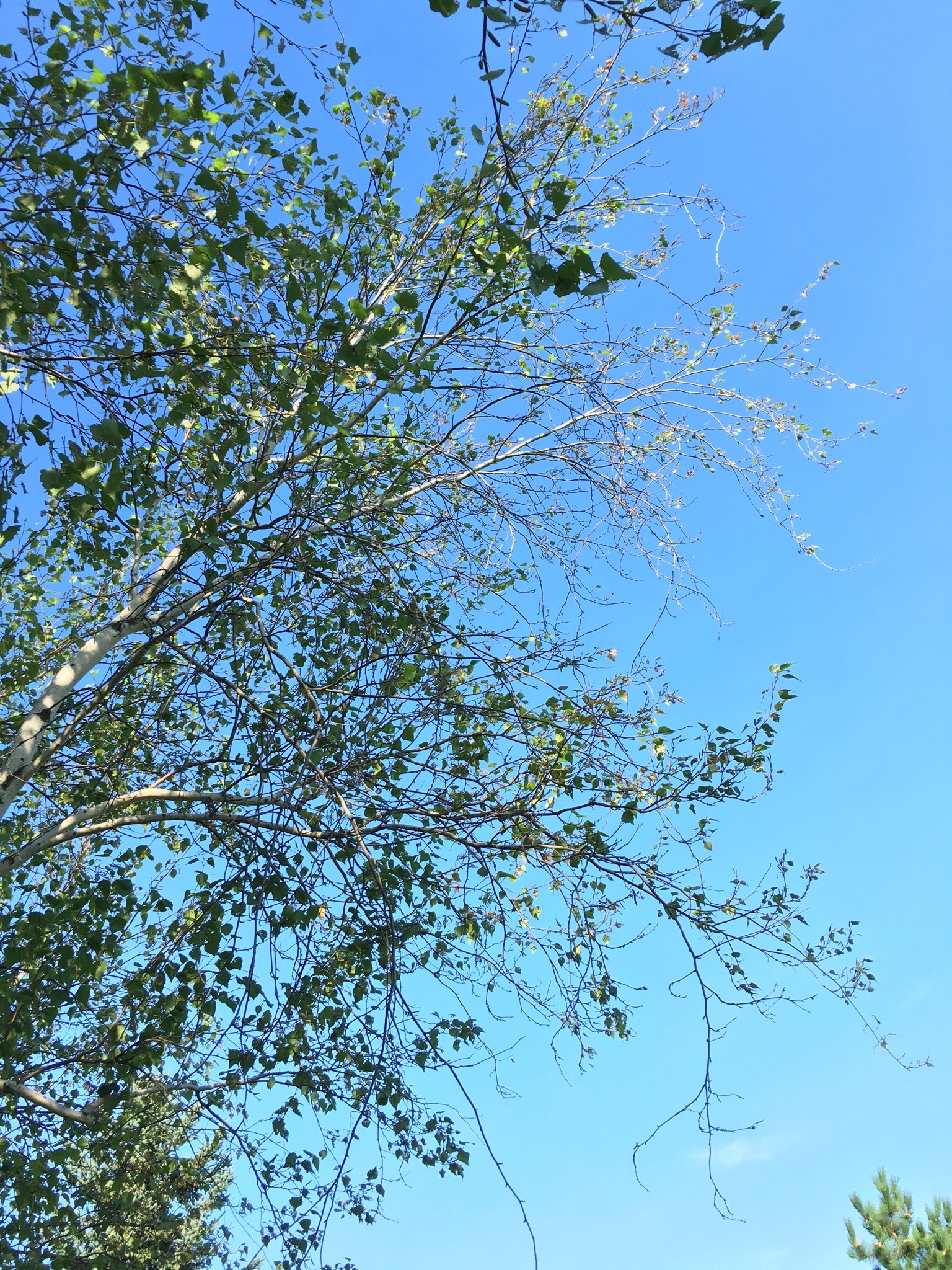 Birch tree dropping leaves - Ask Extension