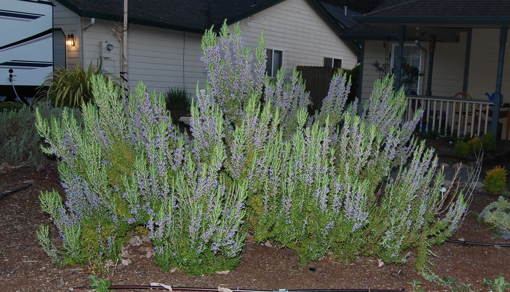 How To Prune Old Woody Rosemary