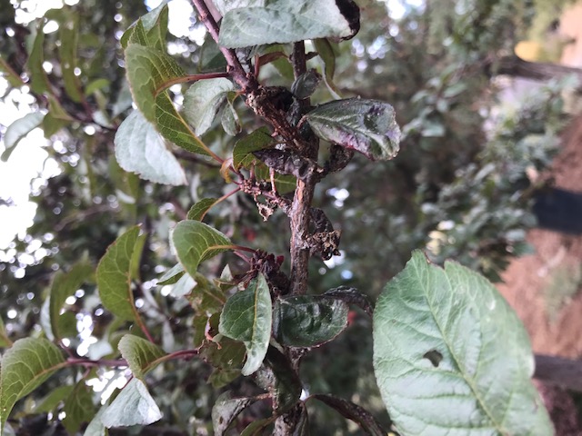 relish leafed tree leaves turn black and shrivel up - Ask Extension