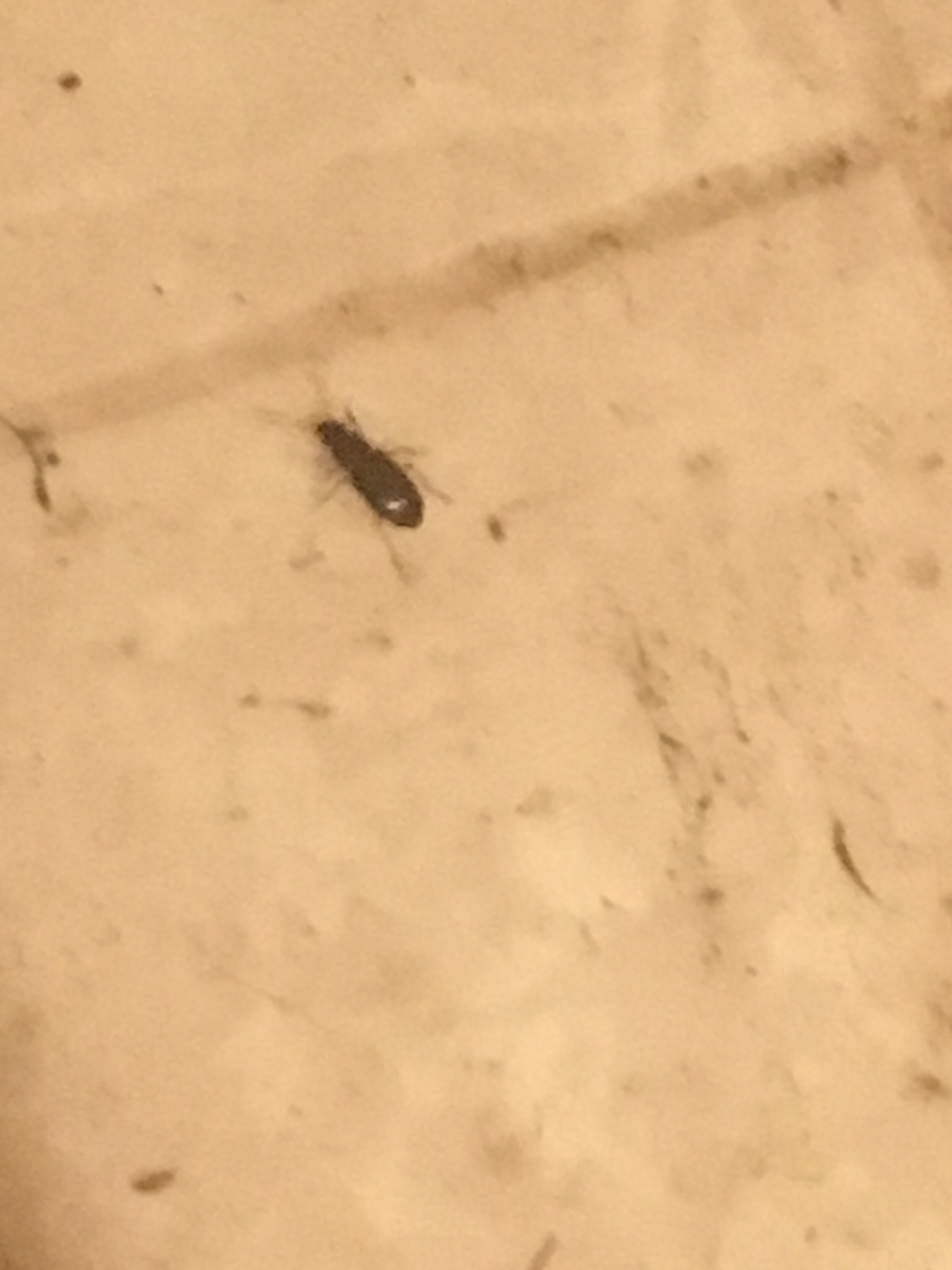 bugs in bathtub at night