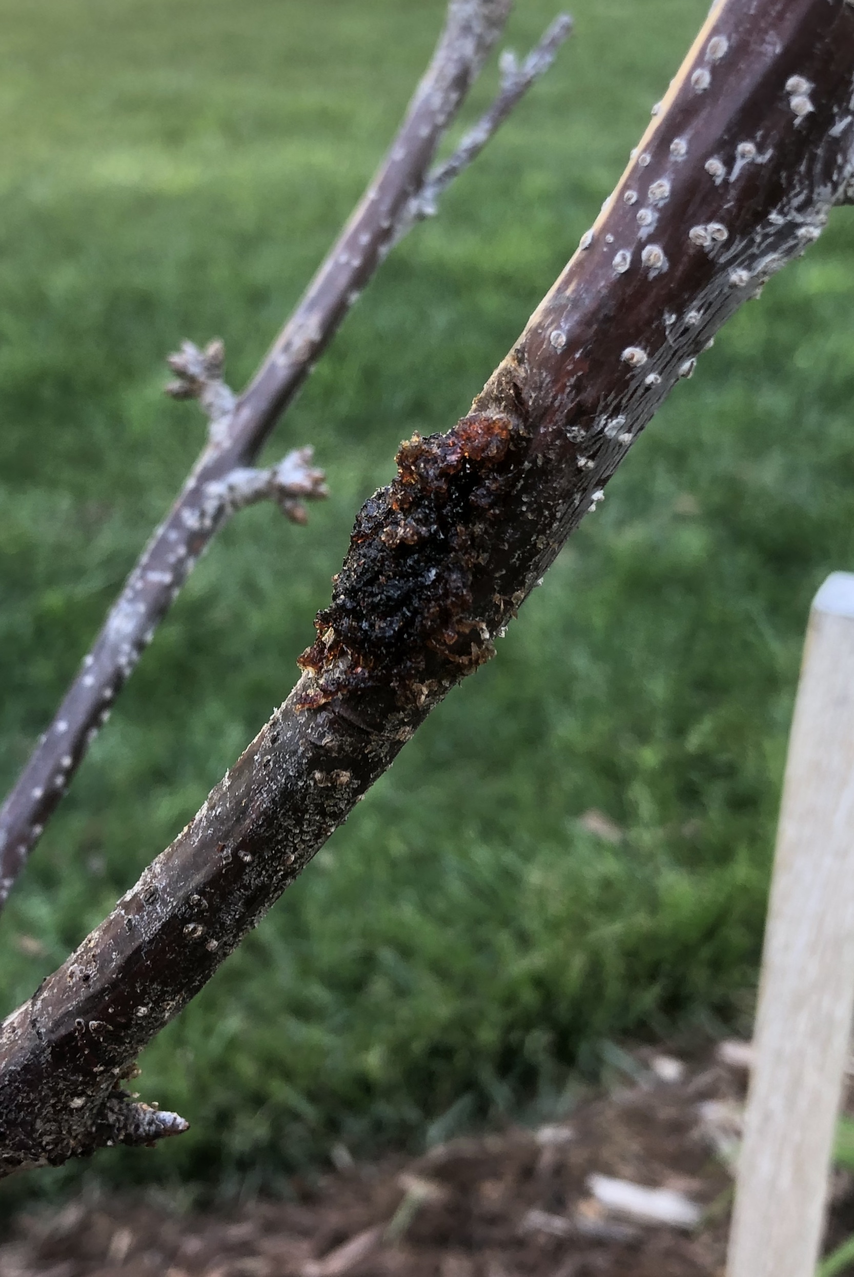 Gummosis in young cherry tree - Ask Extension