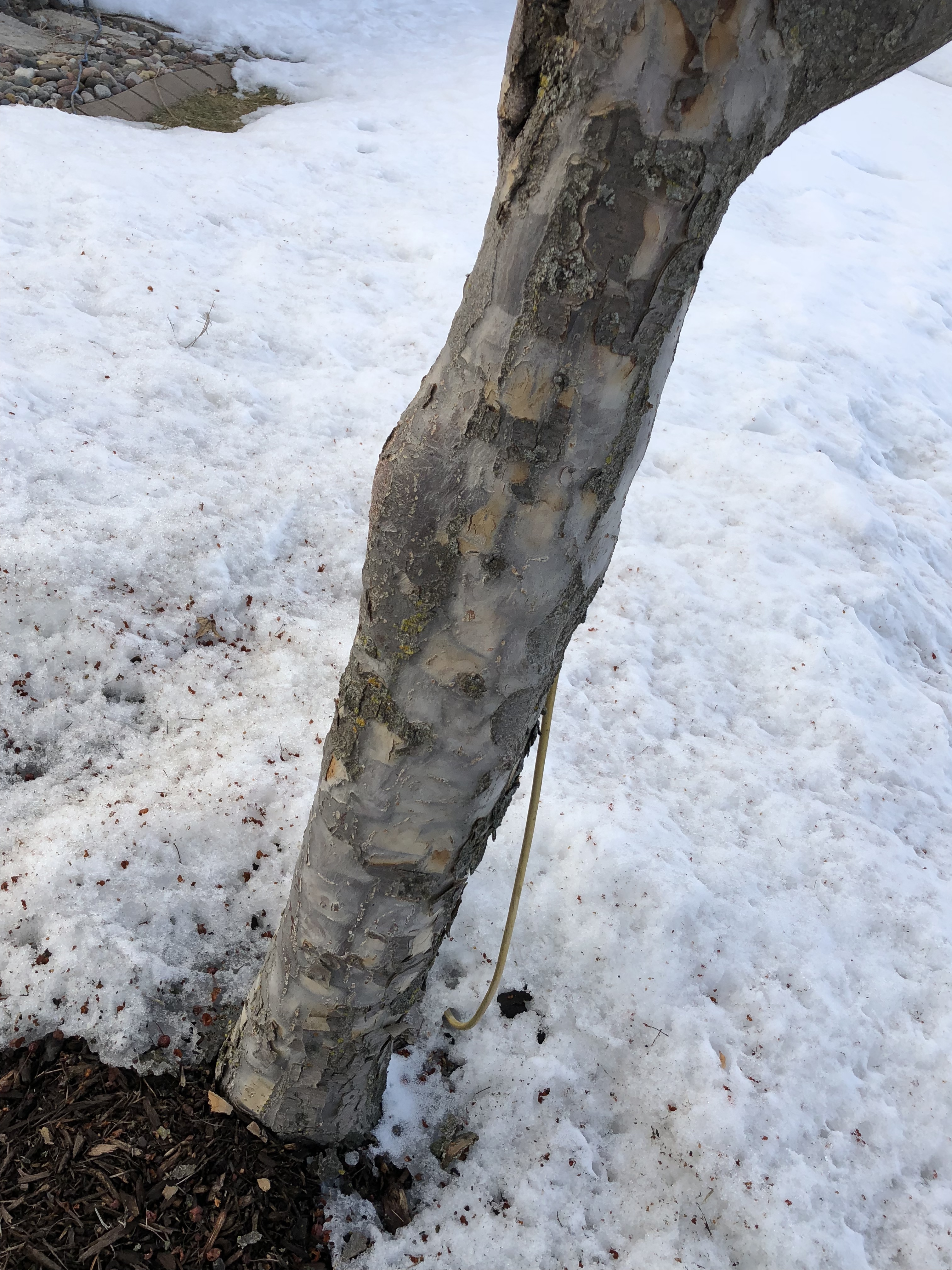 crabapple tree bark