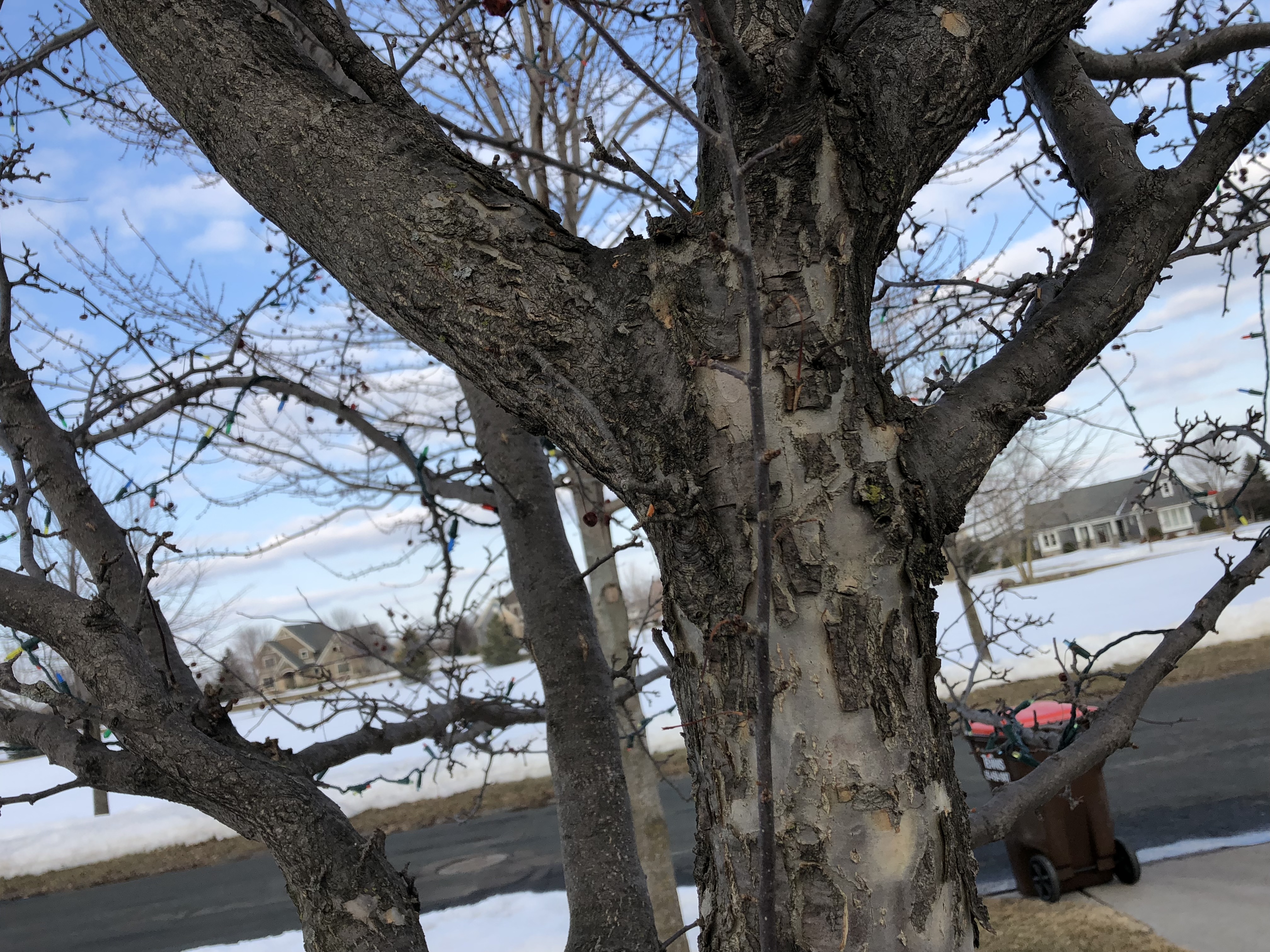 crabapple tree bark