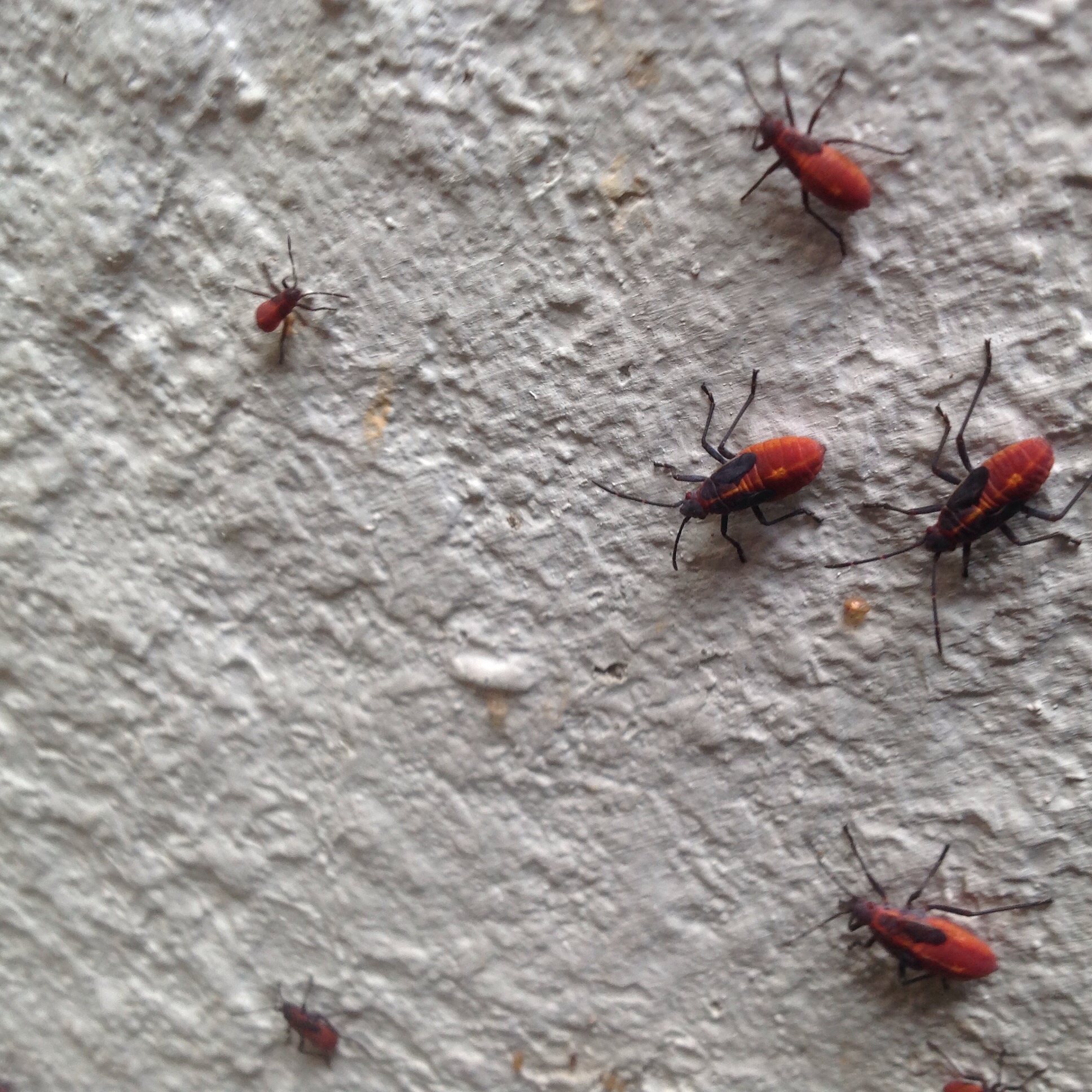 small black bug infestation outside        <h3 class=